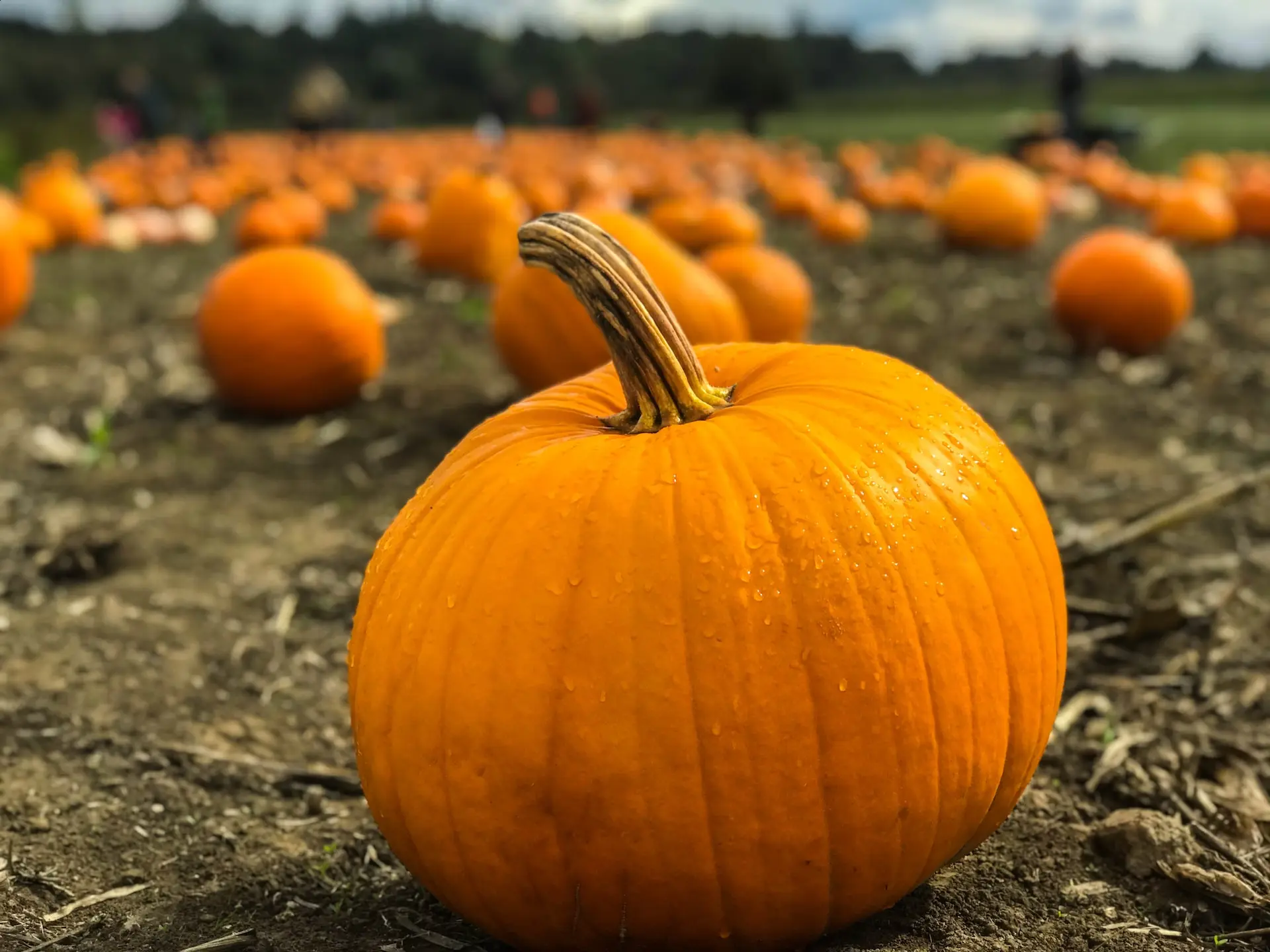 Pumpkins in a pumpkin patch