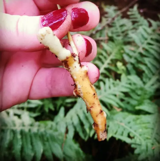 Licorice fern. Photo credit: Bronwen Erickson @birchwoodherbals