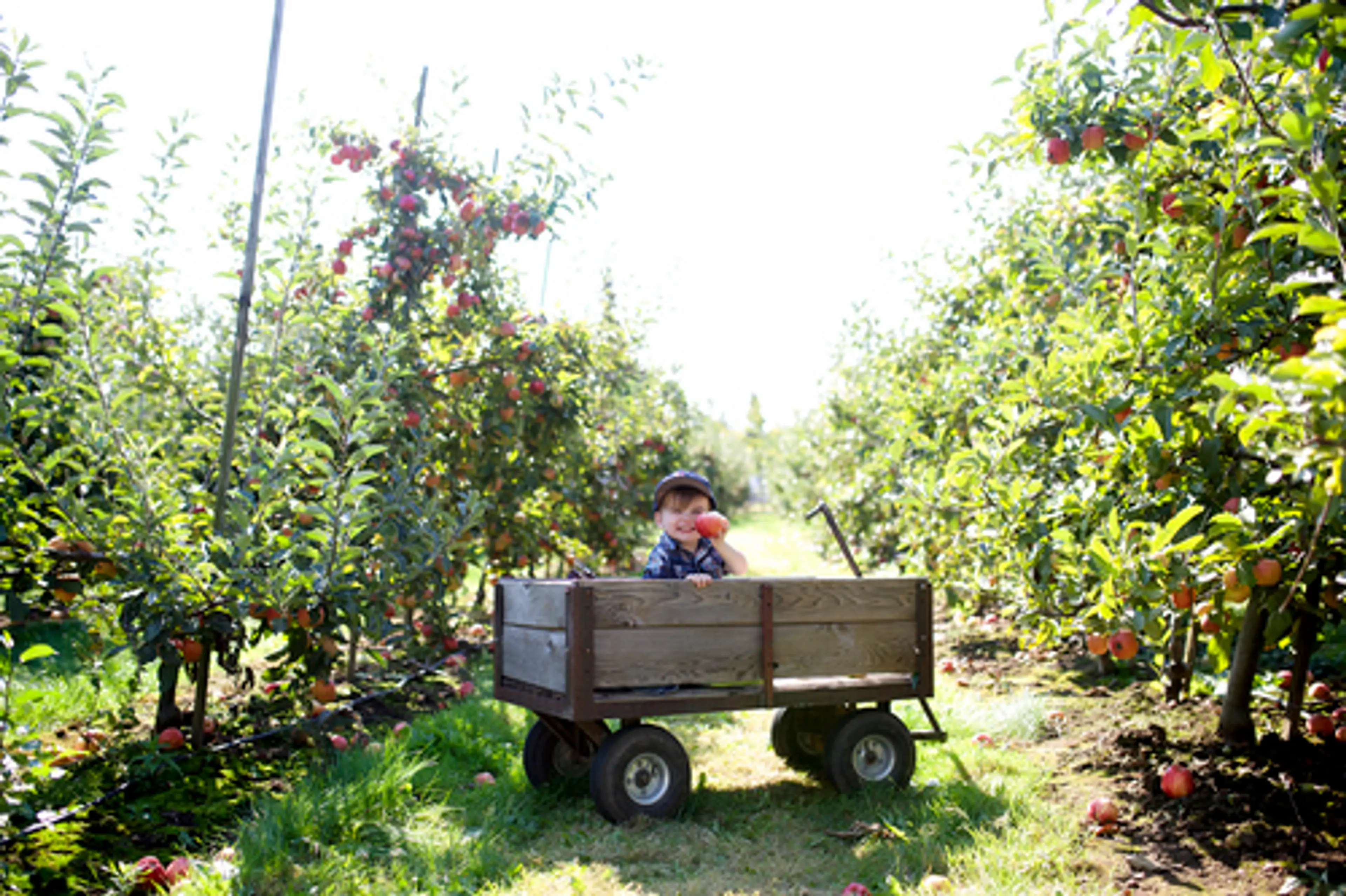 Willowview farms apple picking