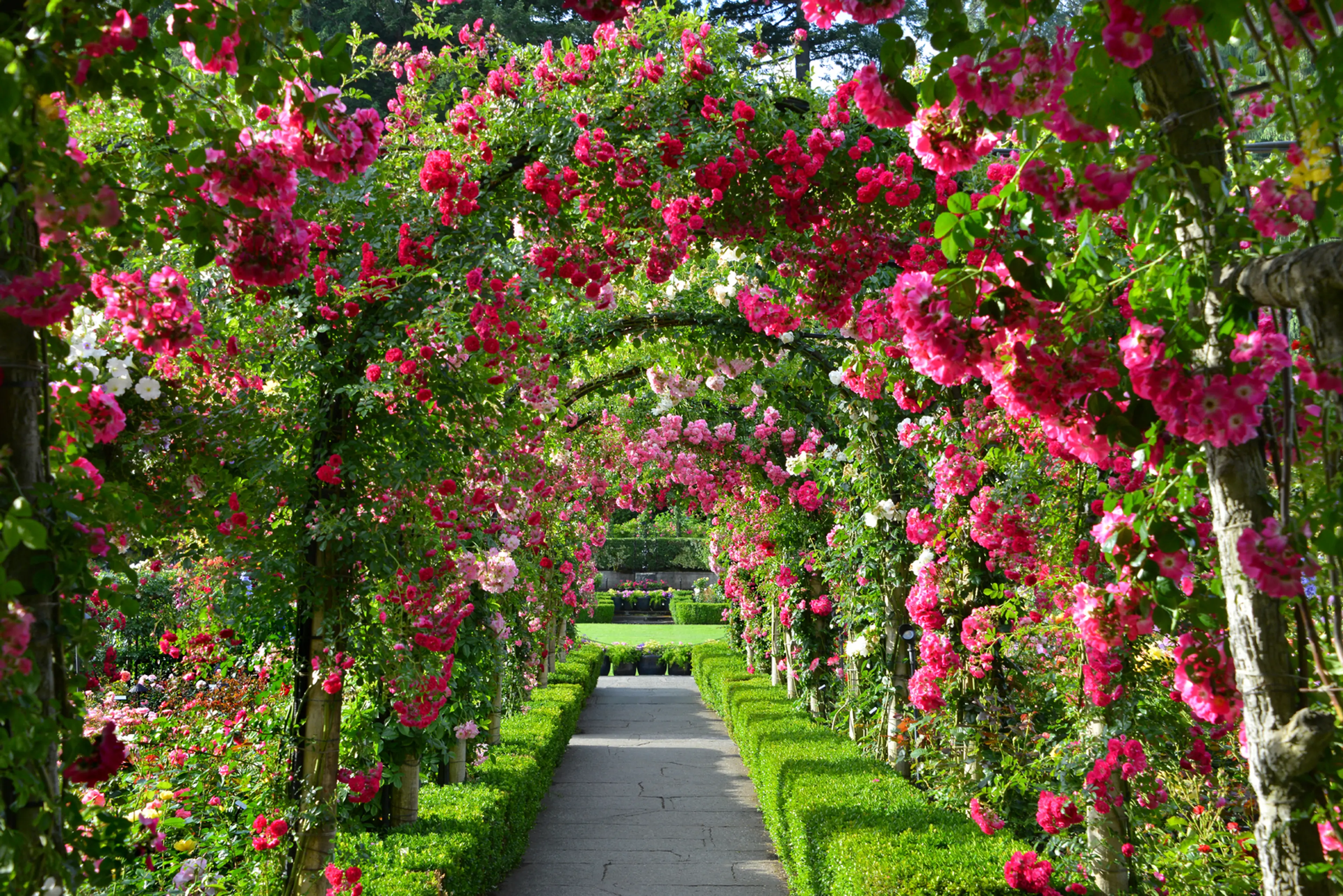 Rose Garden