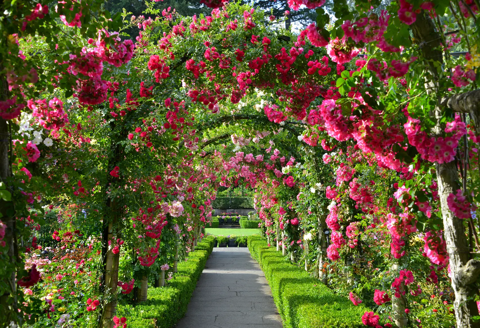 Rose Garden