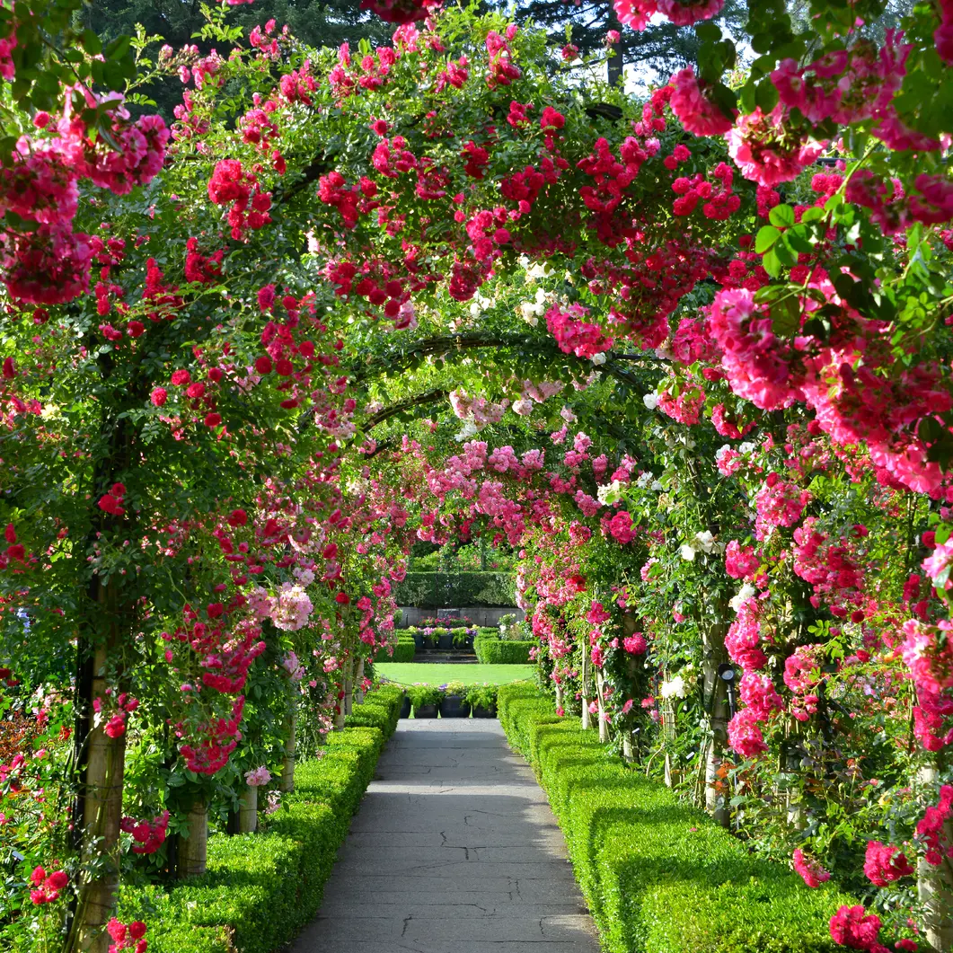 Rose Garden