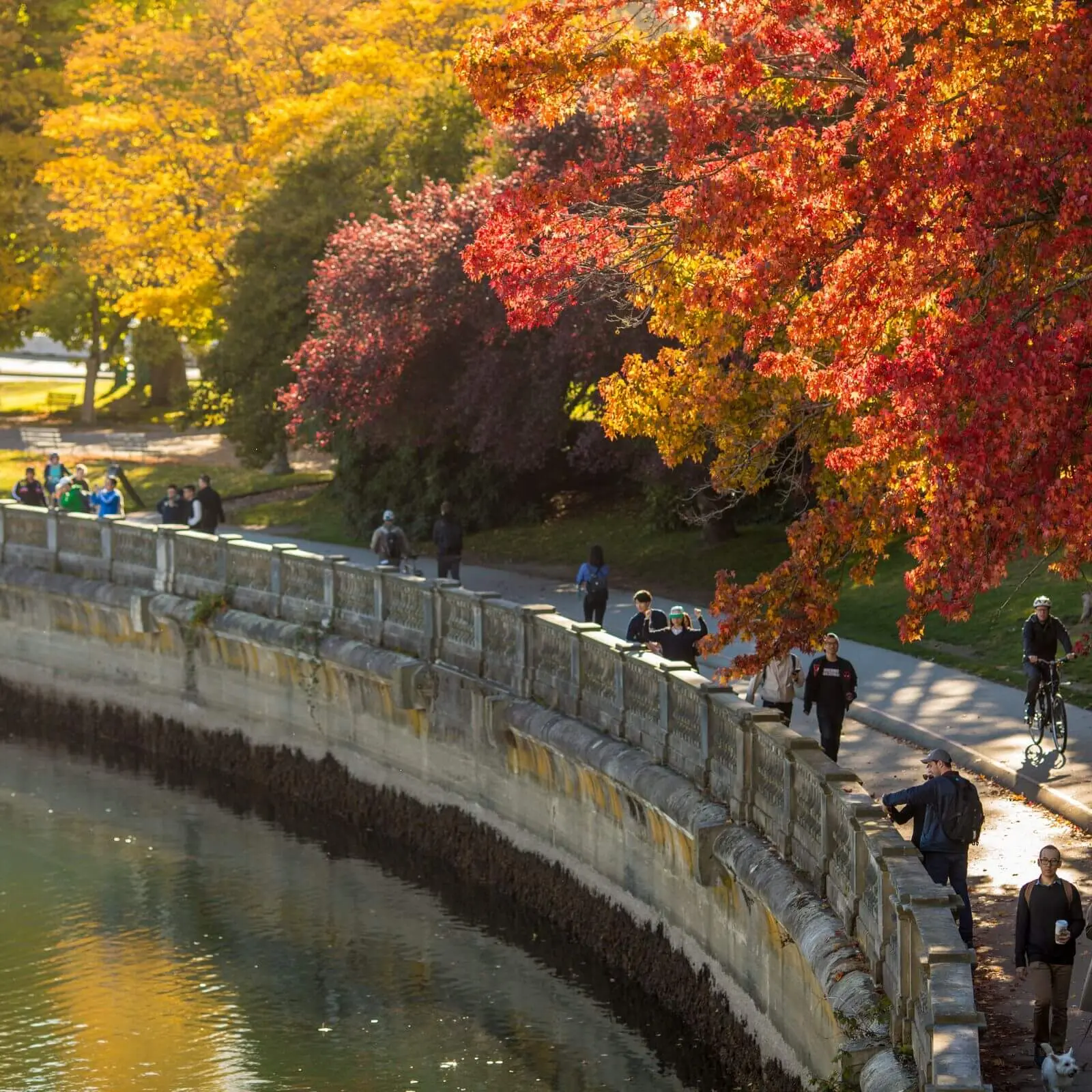 People walk and cycle along a curved path beside water, bordered by trees with vibrant autumn foliage in shades of red, orange, and yellow—a perfect scene to add to your Vancouver itinerary on a sunny day.