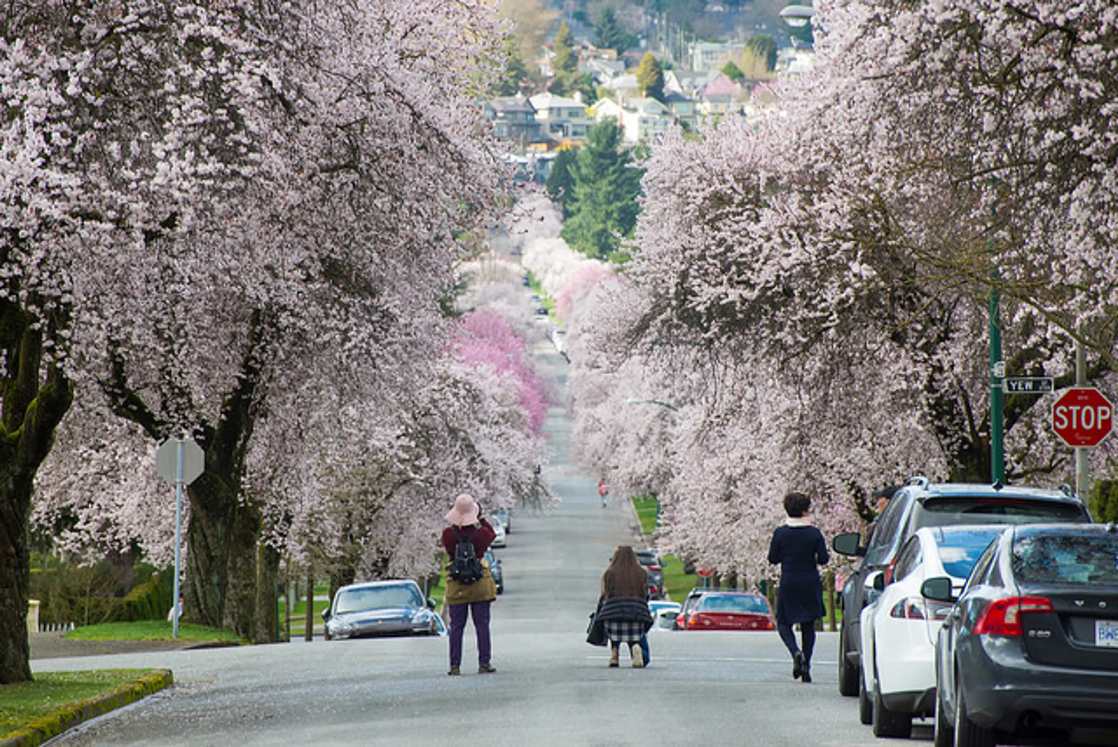 5 Event Highlights from the Fast-Approaching Vancouver Cherry Blossom Festival