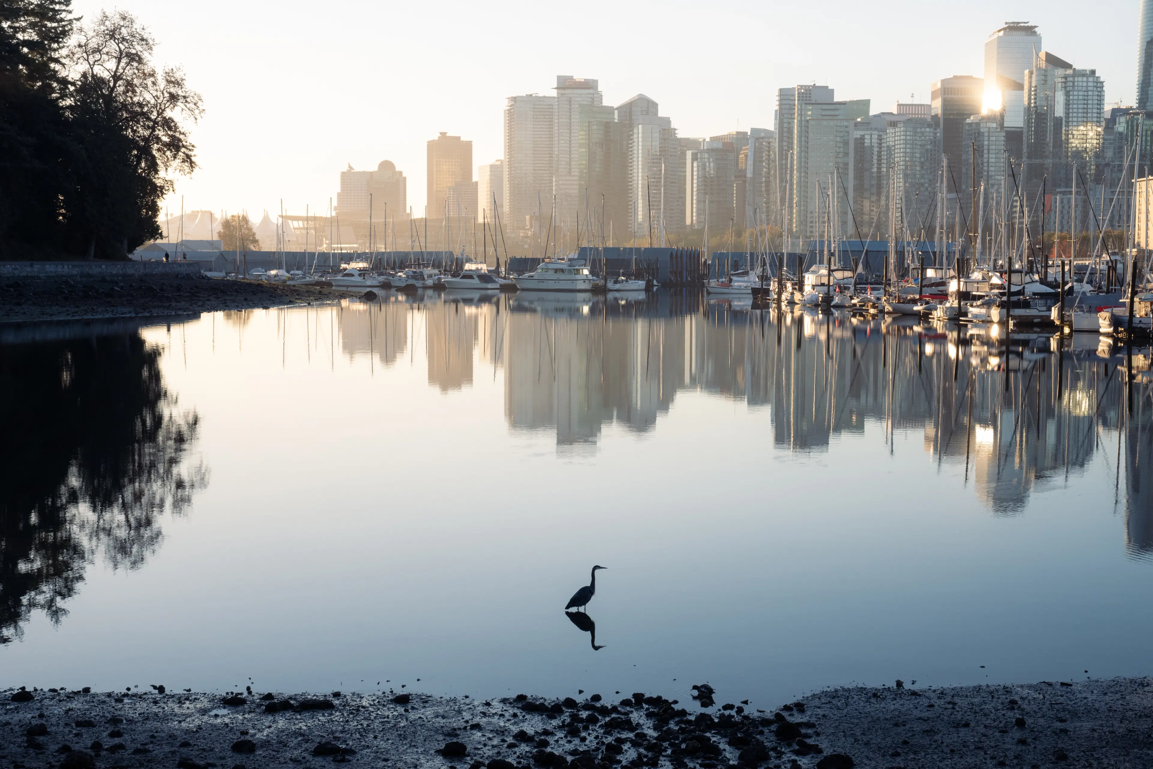 Scenic shot of a bird in calm water in Coal Harbour with boats and skyline in the background.