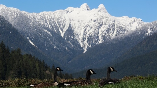 Discover the Outdoors Canada Geese