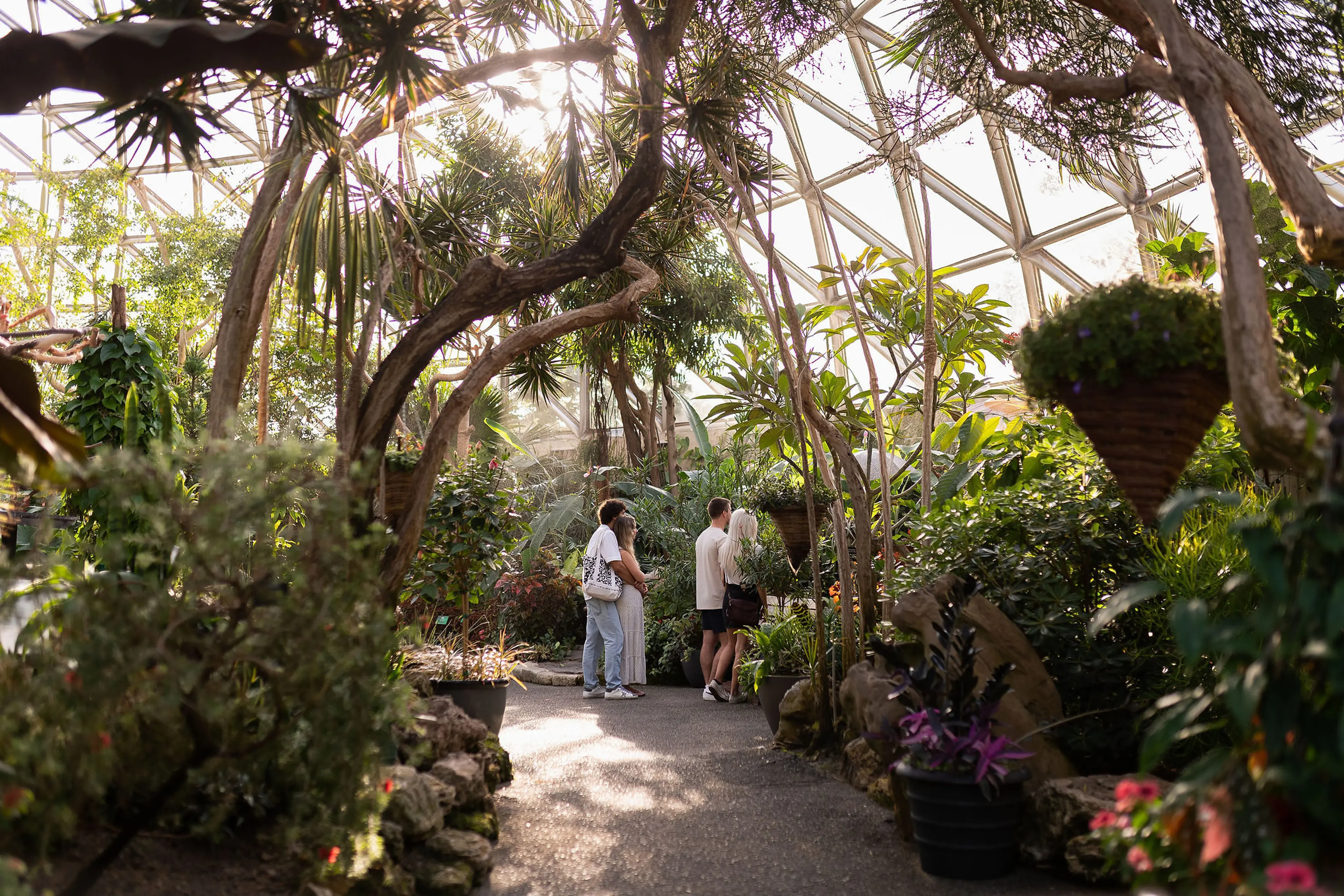 Two pairs of people standing on a path inside a greenhouse surrounded by lush green plants and trees.