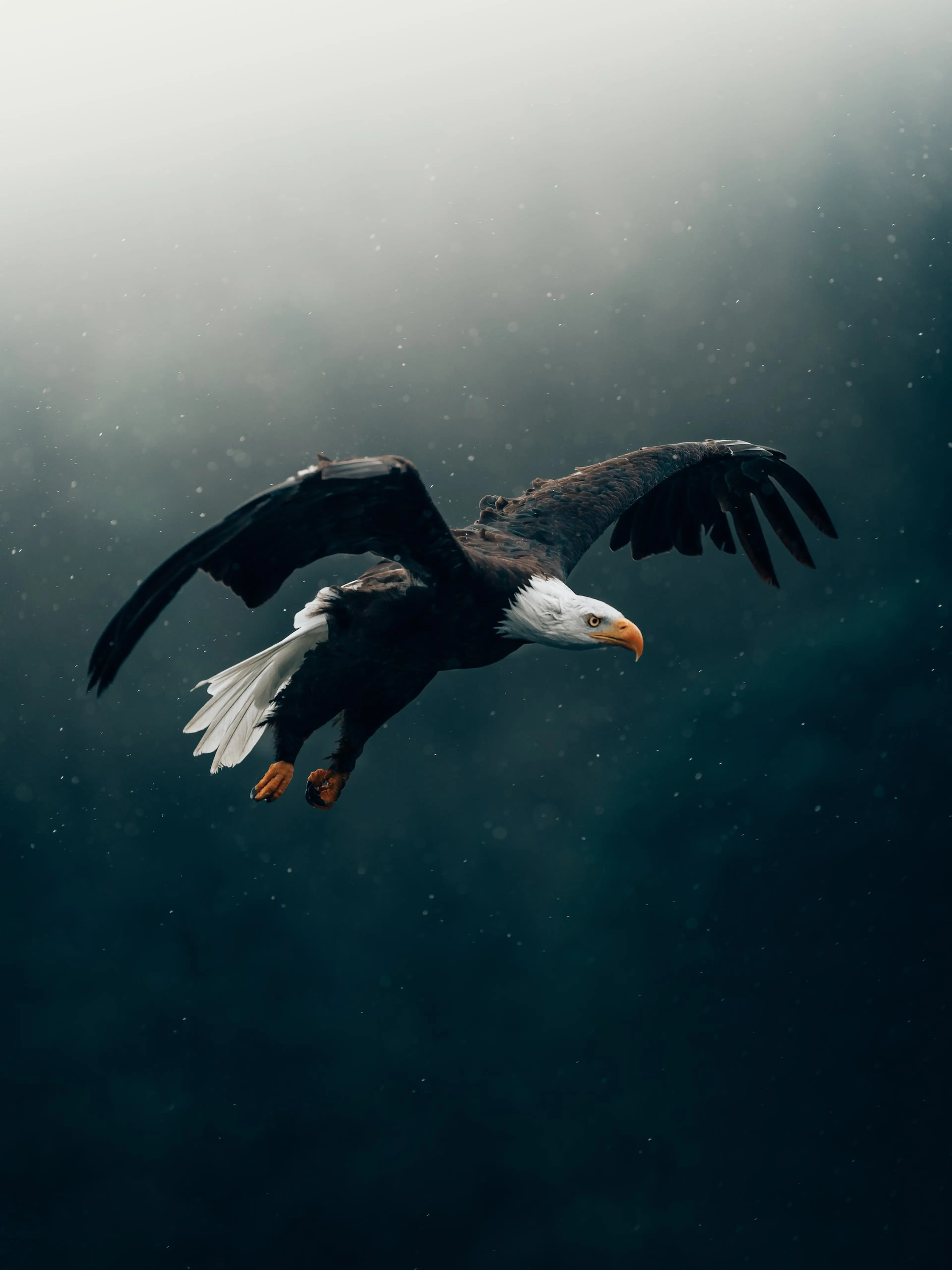Eagle in flight in the fog.