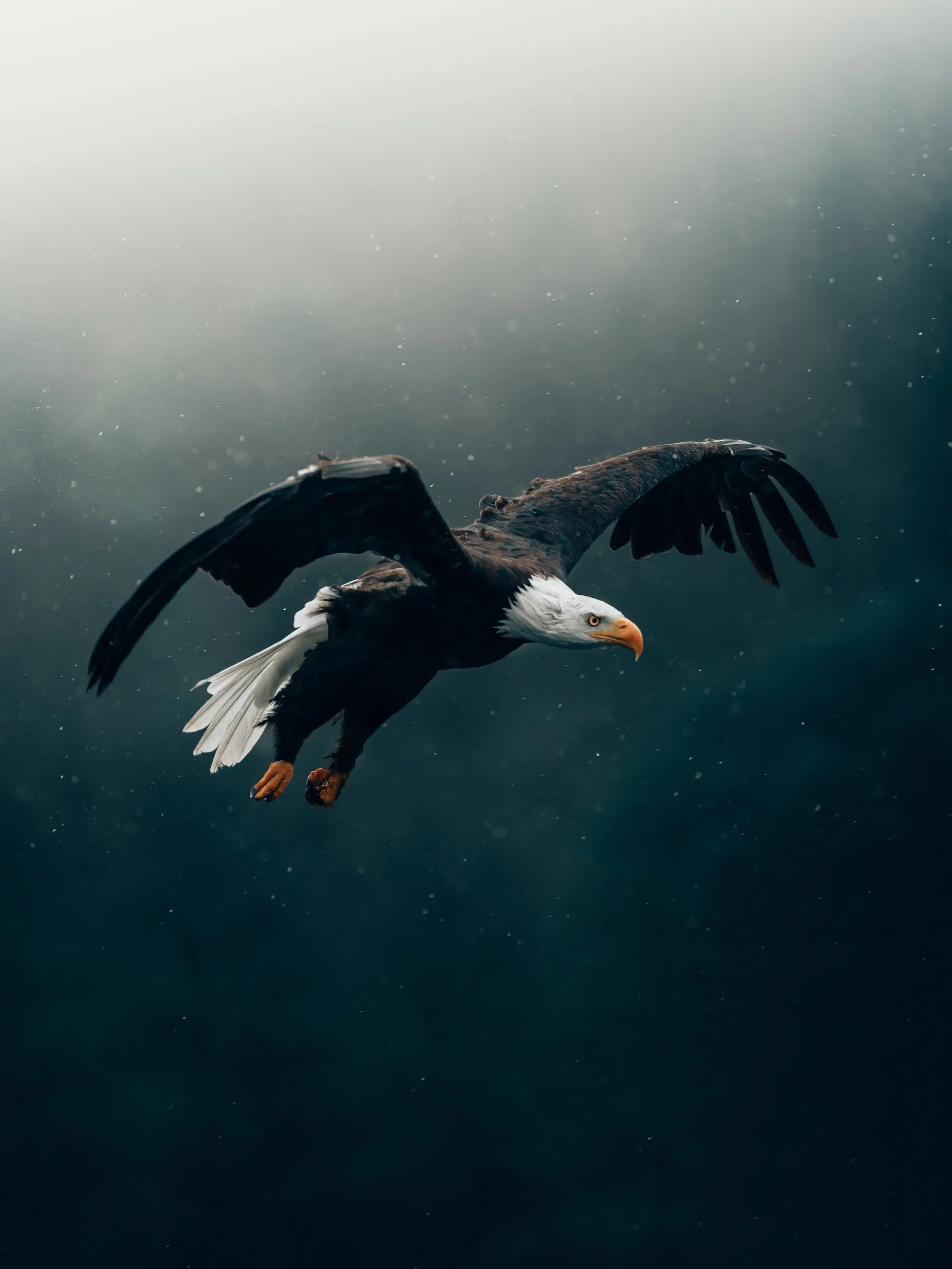 Eagle in flight in the fog.