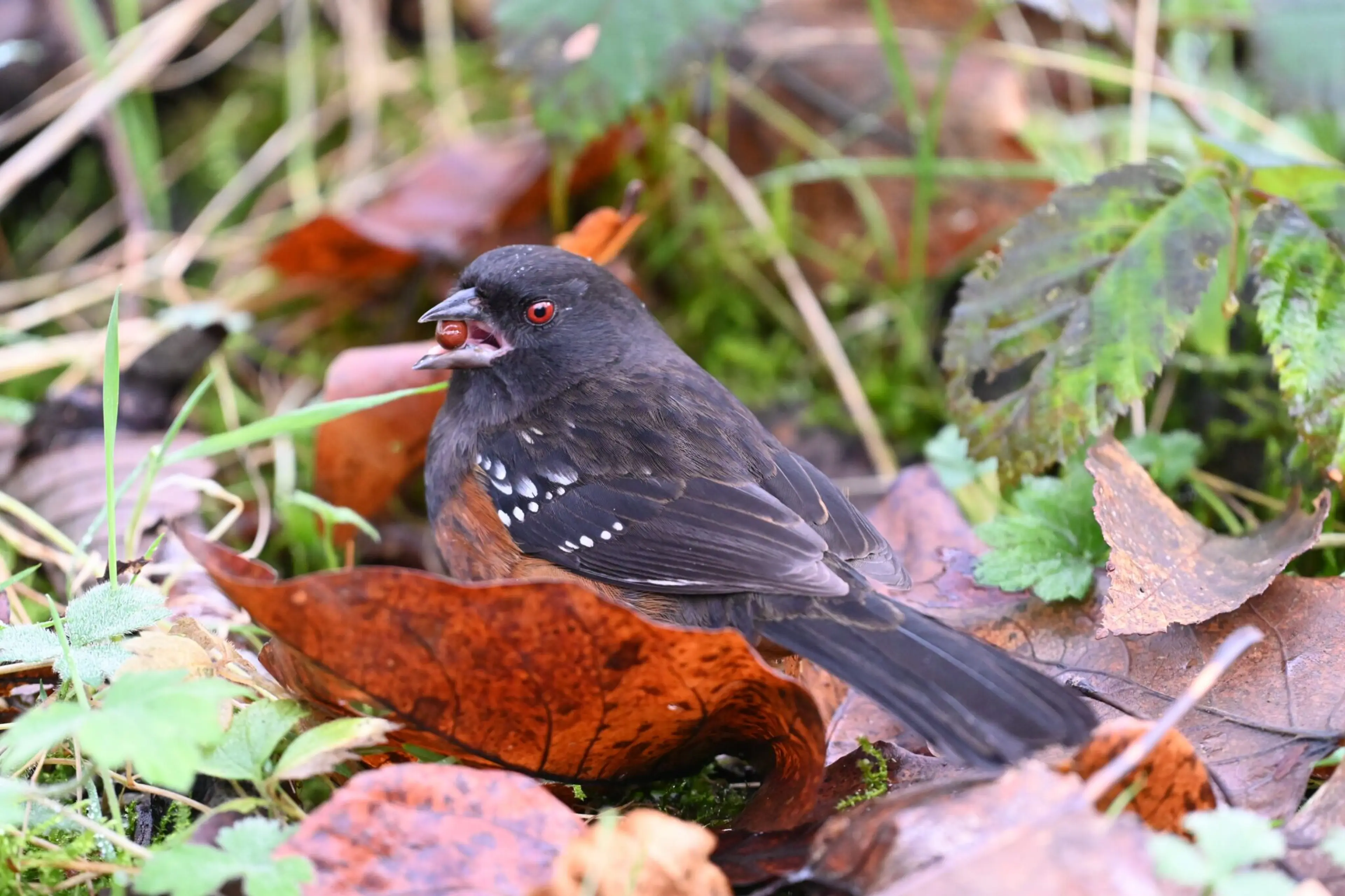Spotted Towhee at Maplewood Flats in North Vancouver