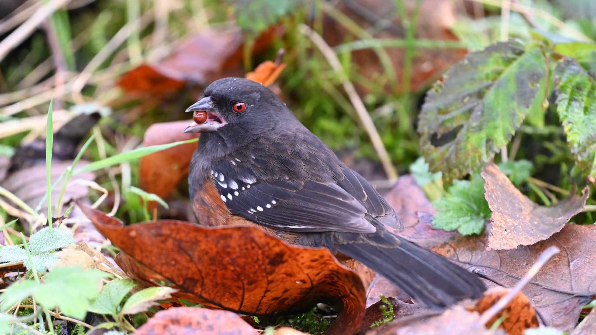 Spotted Towhee at Maplewood Flats in North Vancouver
