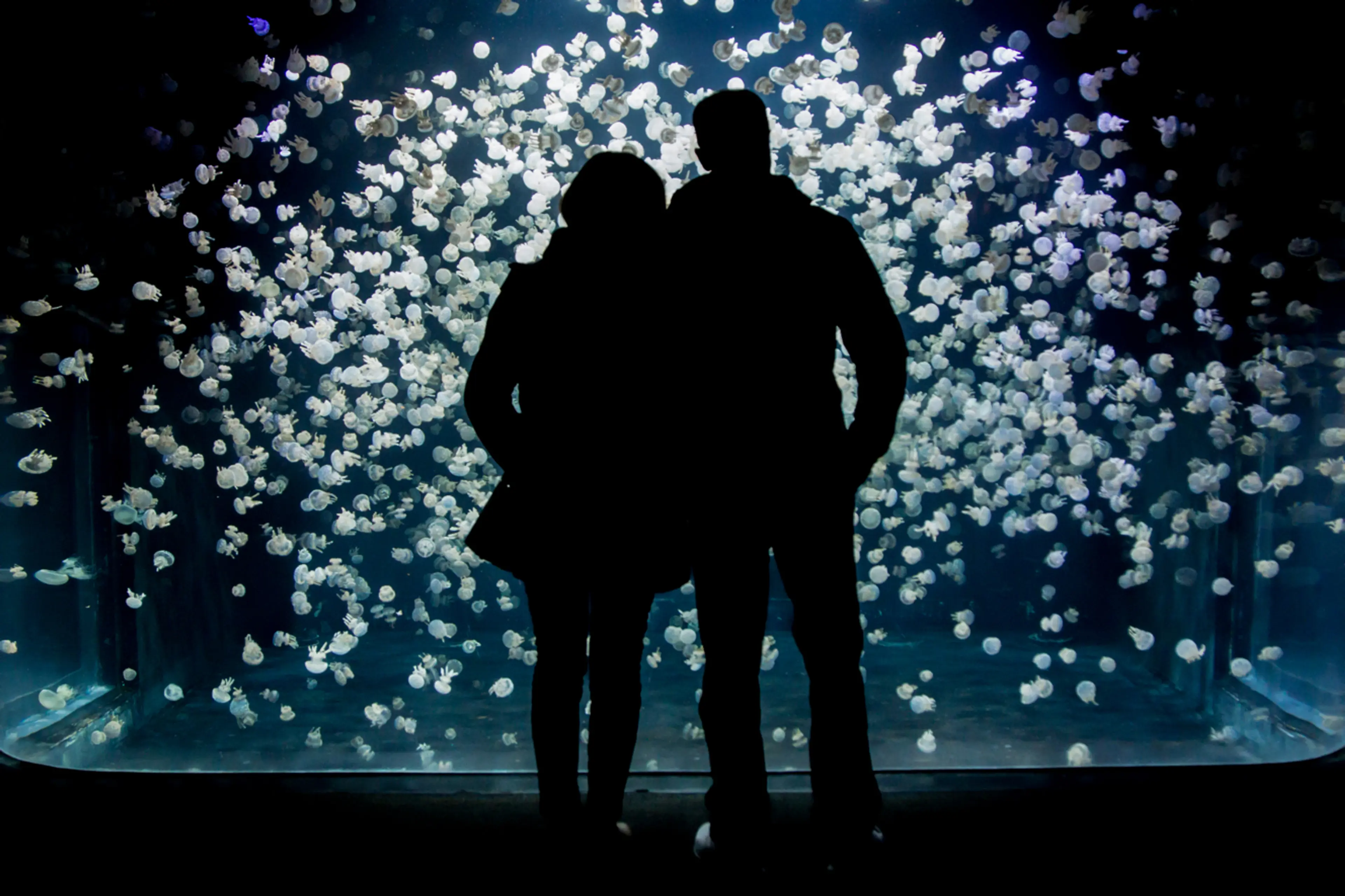 Experience Ocean Wise Romance at the Vancouver Aquarium