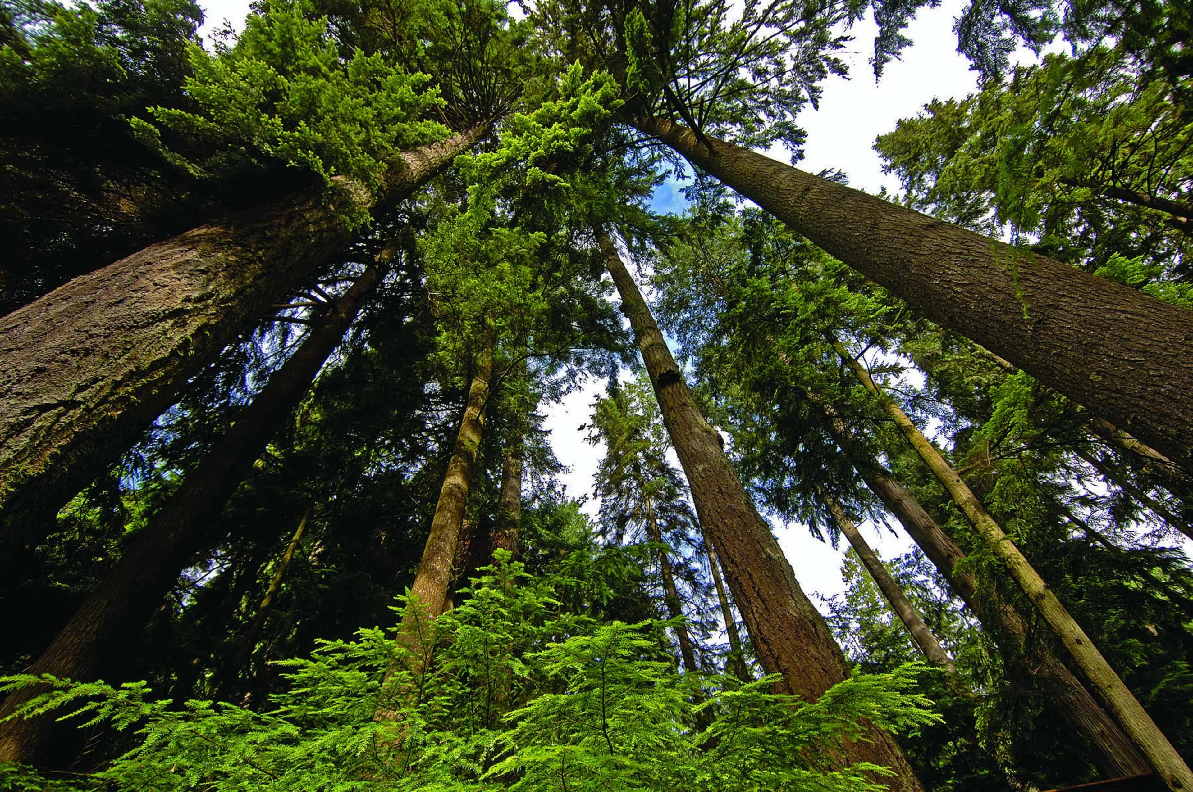 Pacific Spirit Park