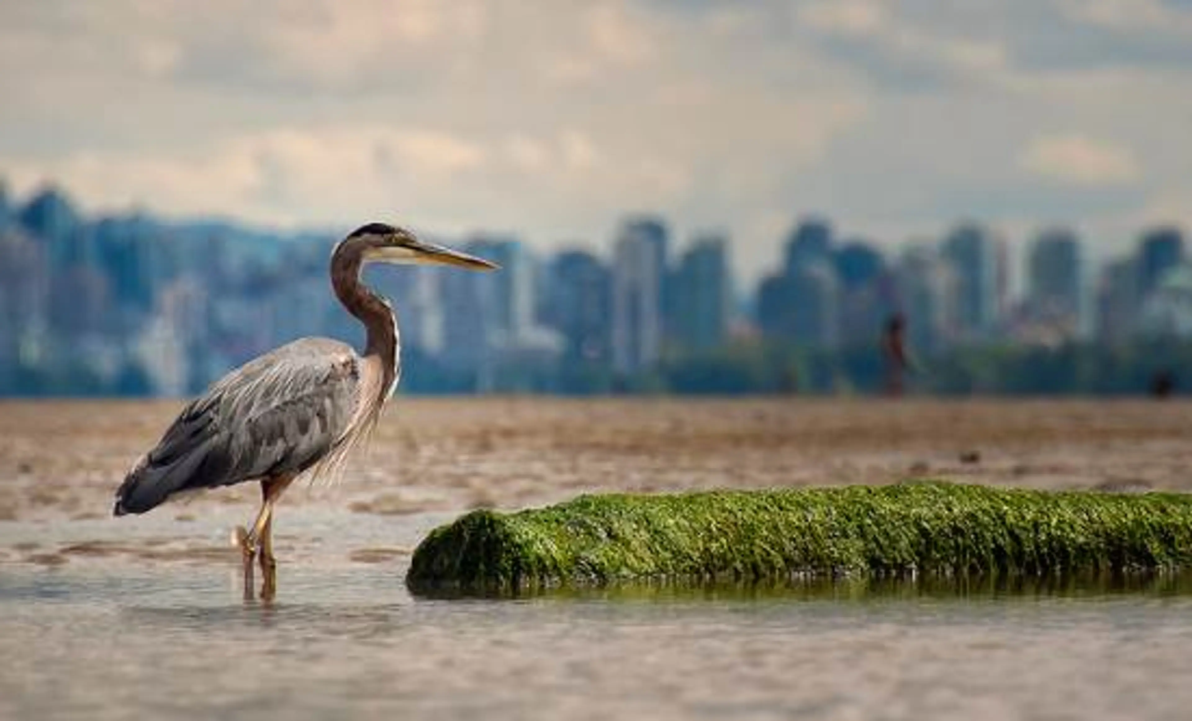 And…Action! The Vancouver Park Board’s Enhanced Heron Cam is Live Streaming from Stanley Park
