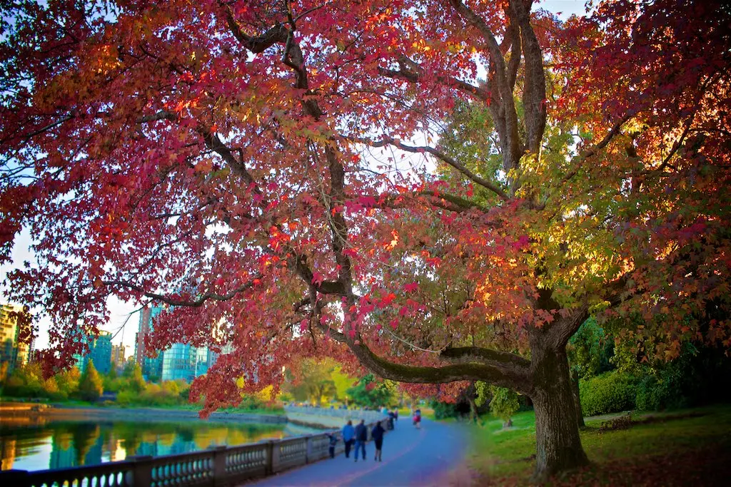 Two Phenomenal Ways to Tour Vancouver’s Stanley Park This Fall