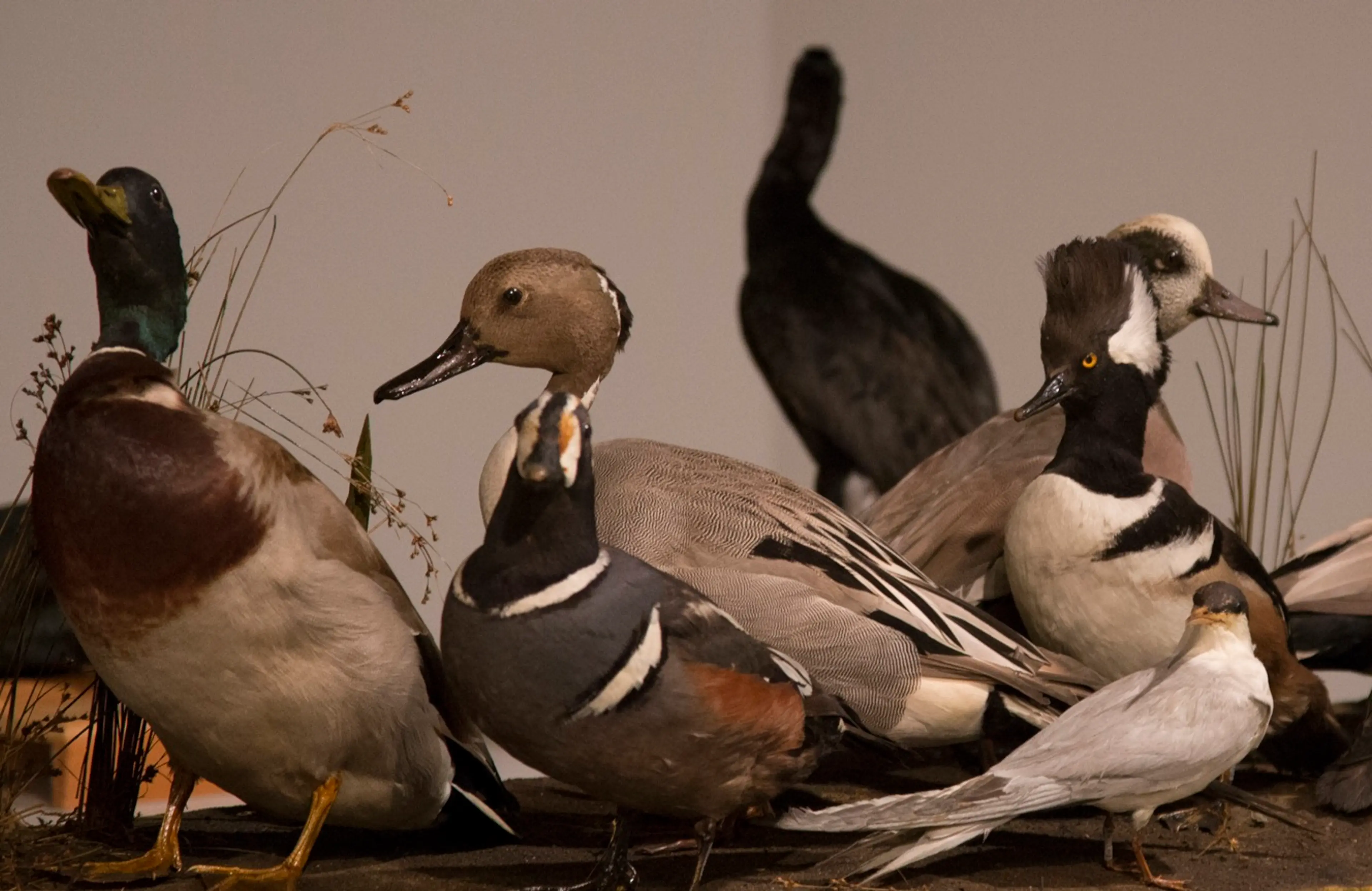 Museum of Vancouver’s New Exhibition Explores “The Power of Nature in Our Lives”