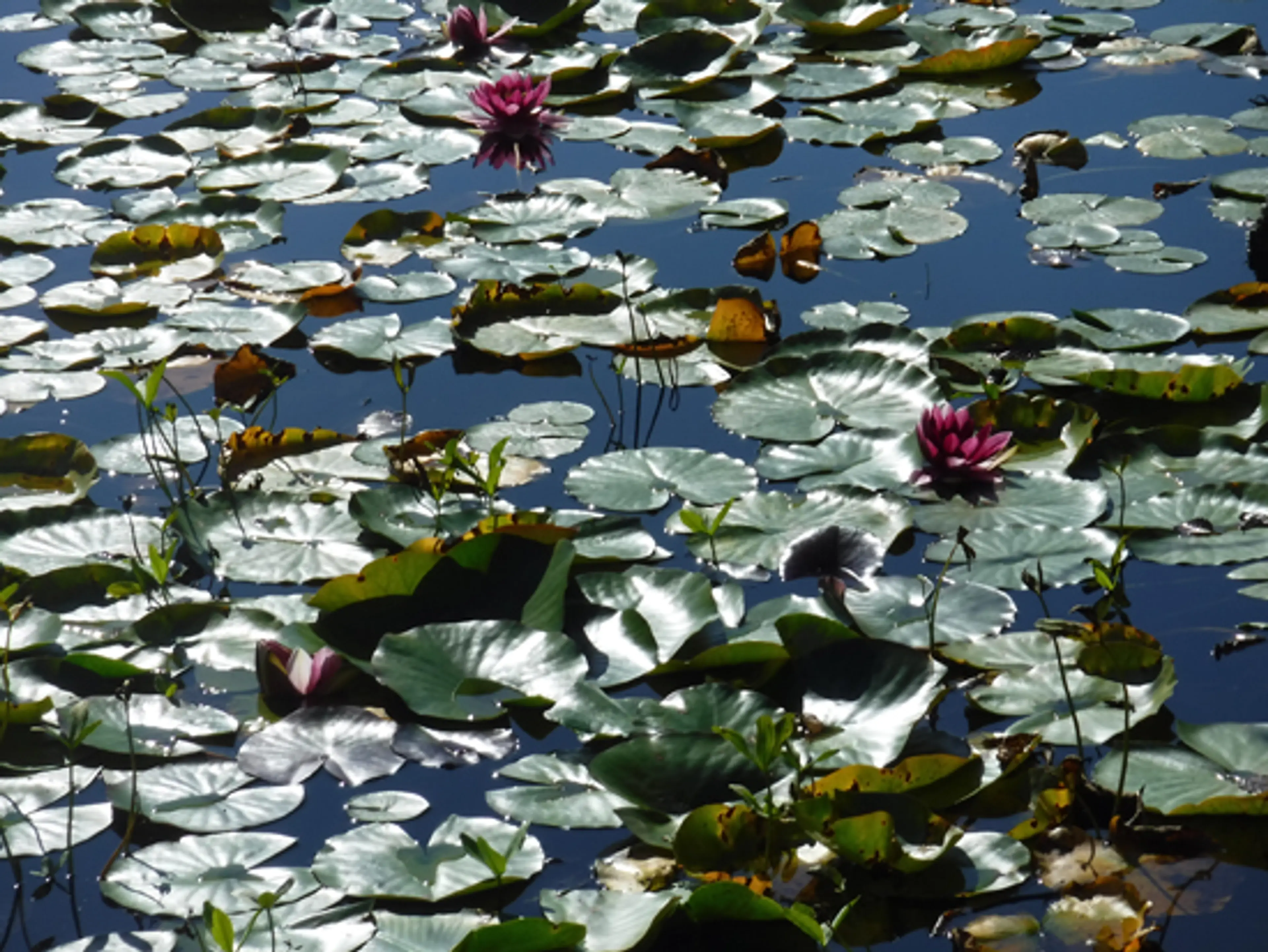 beaver-lake-stanley-park-discover-the-outdoors3