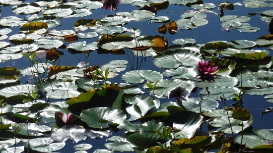 beaver-lake-stanley-park-discover-the-outdoors3