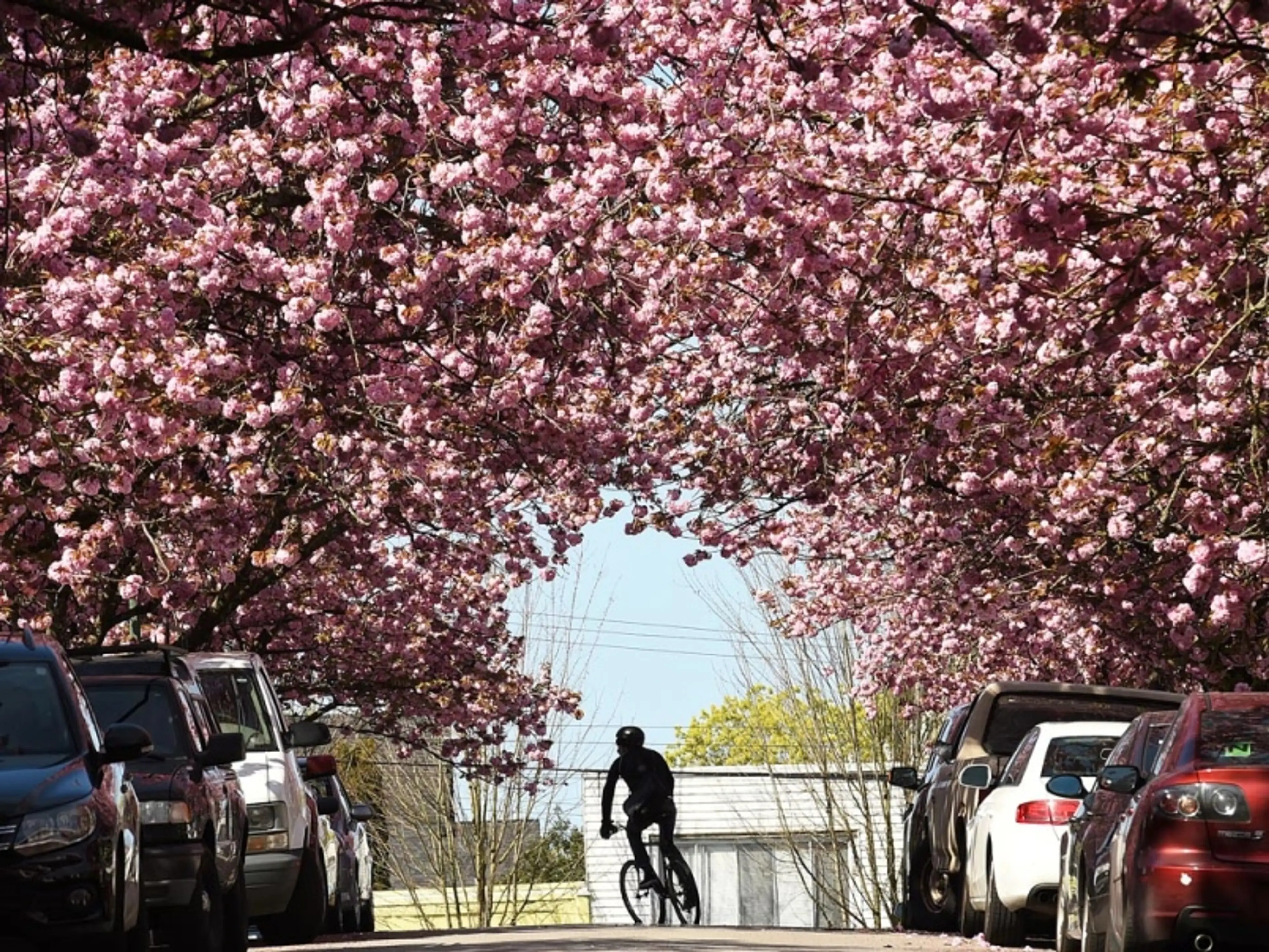 Best Places to Bike to Cherry Blossoms Around Vancouver