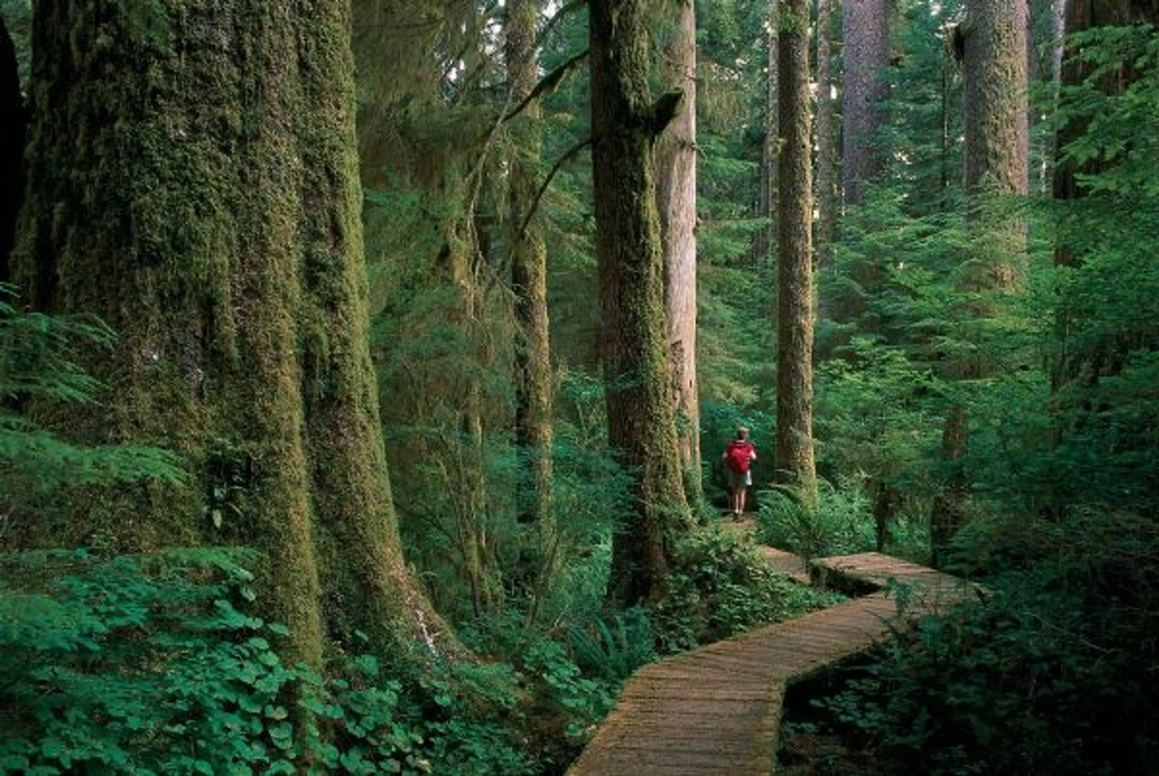 Activities to Embrace the Rain in Vancouver