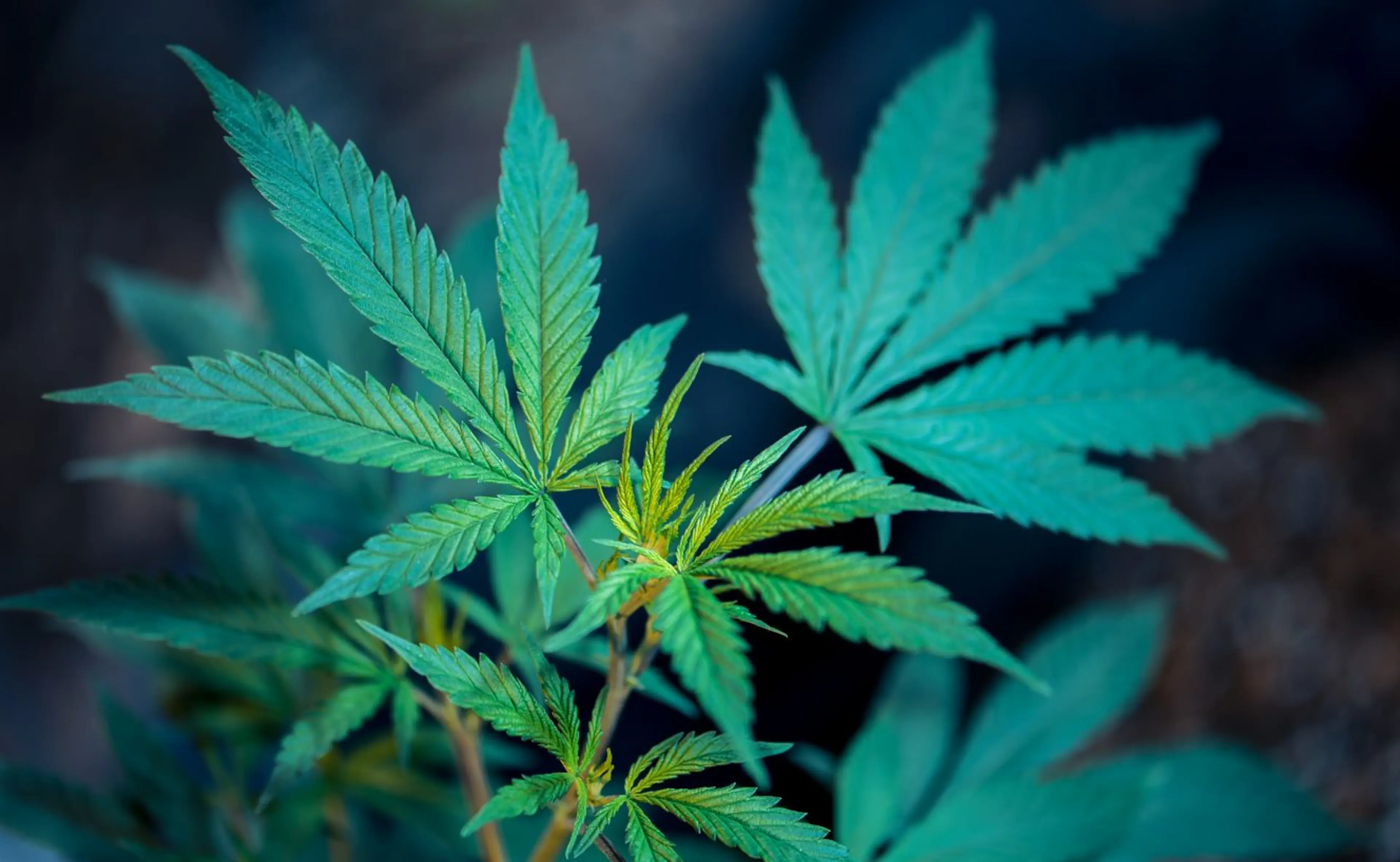 Cannabis is now legal in Canada, here’s what that means for you…