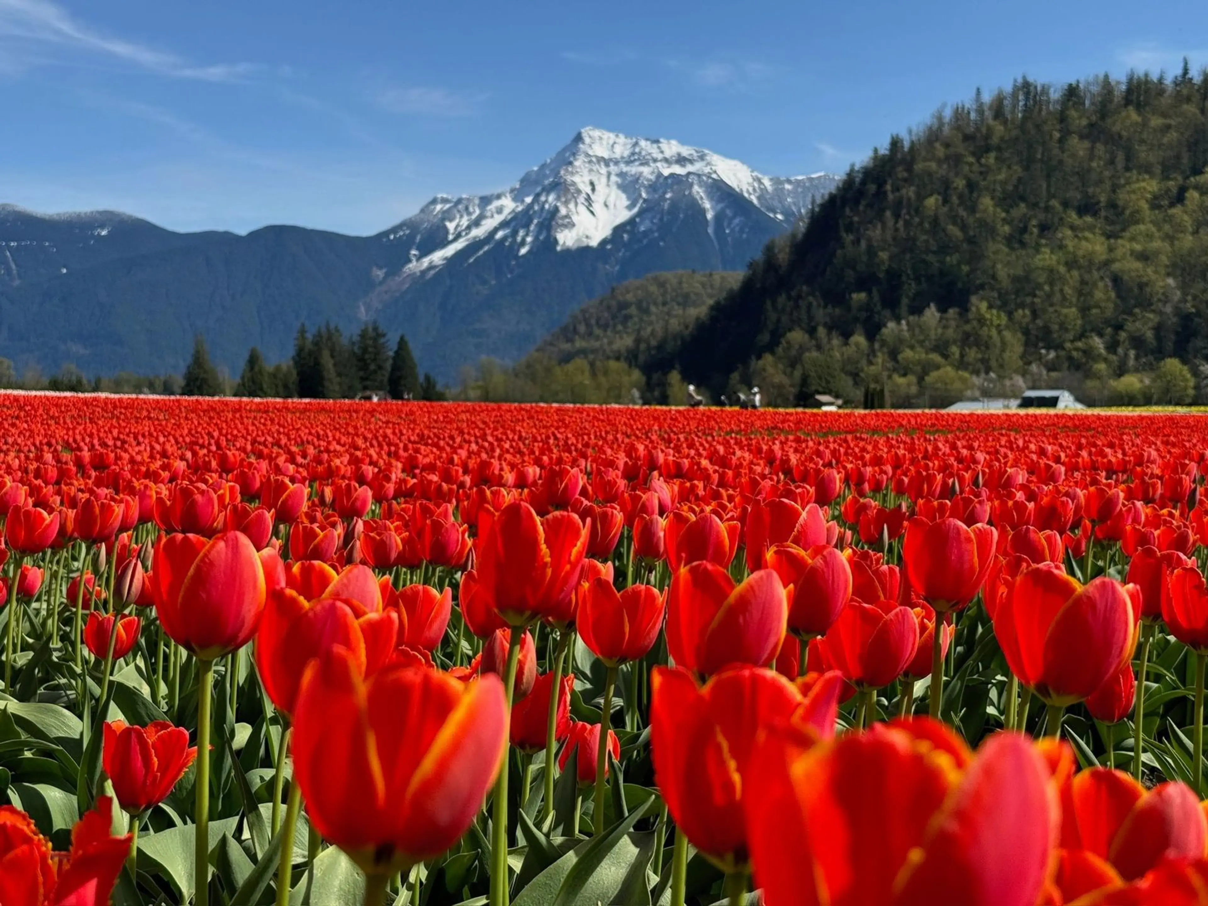 Field of red tulips with snow-capped mountain and forested hills under a blue sky