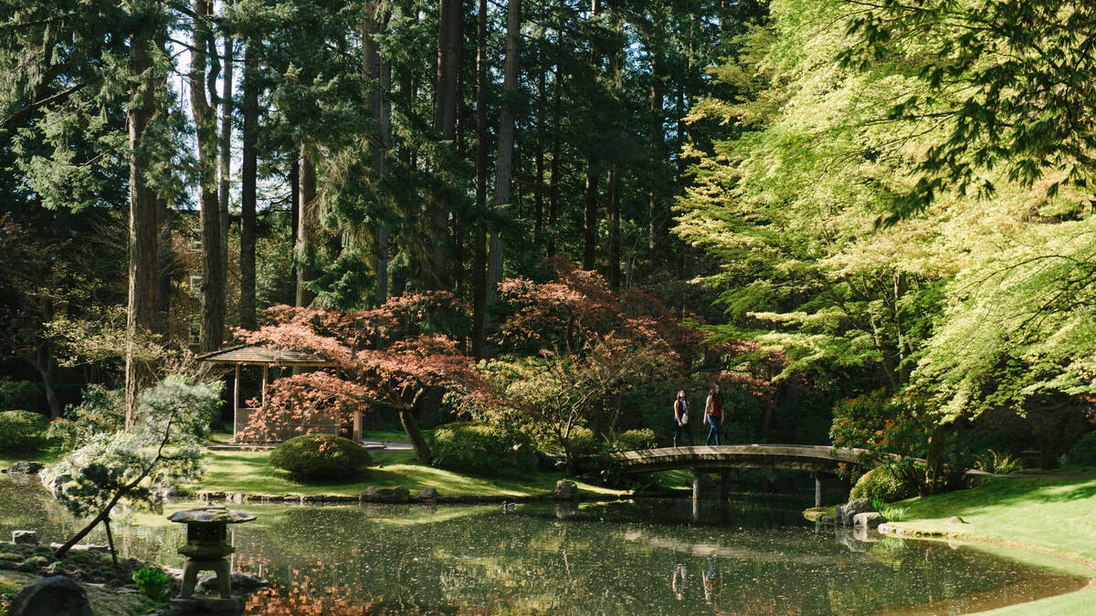 Cherry blossoms at Nitobe Memorial Garden