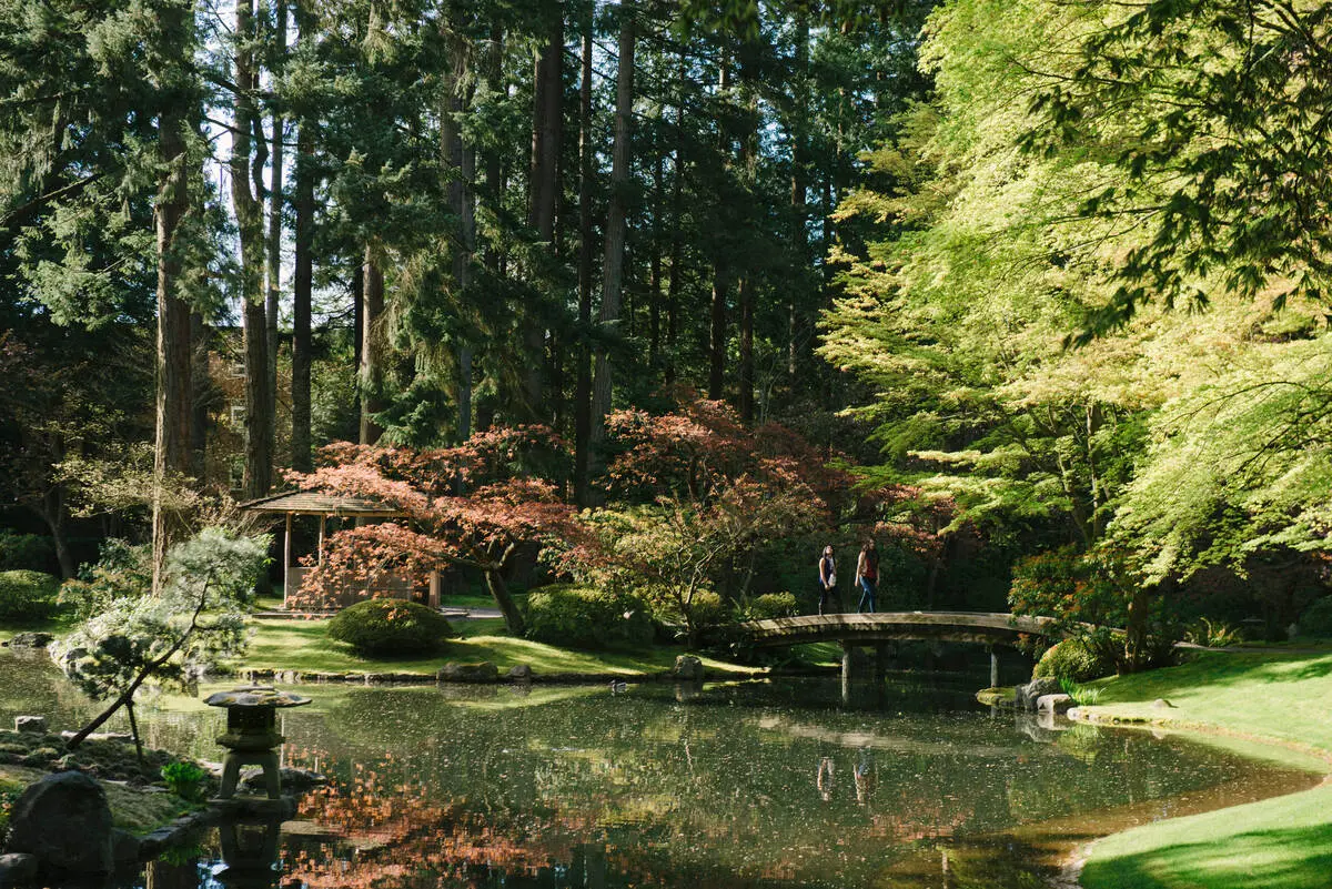 Cherry blossoms at Nitobe Memorial Garden