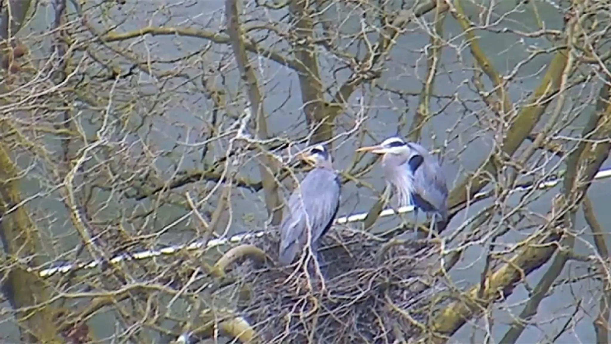 Herons on the Stanley Park Heron Cam