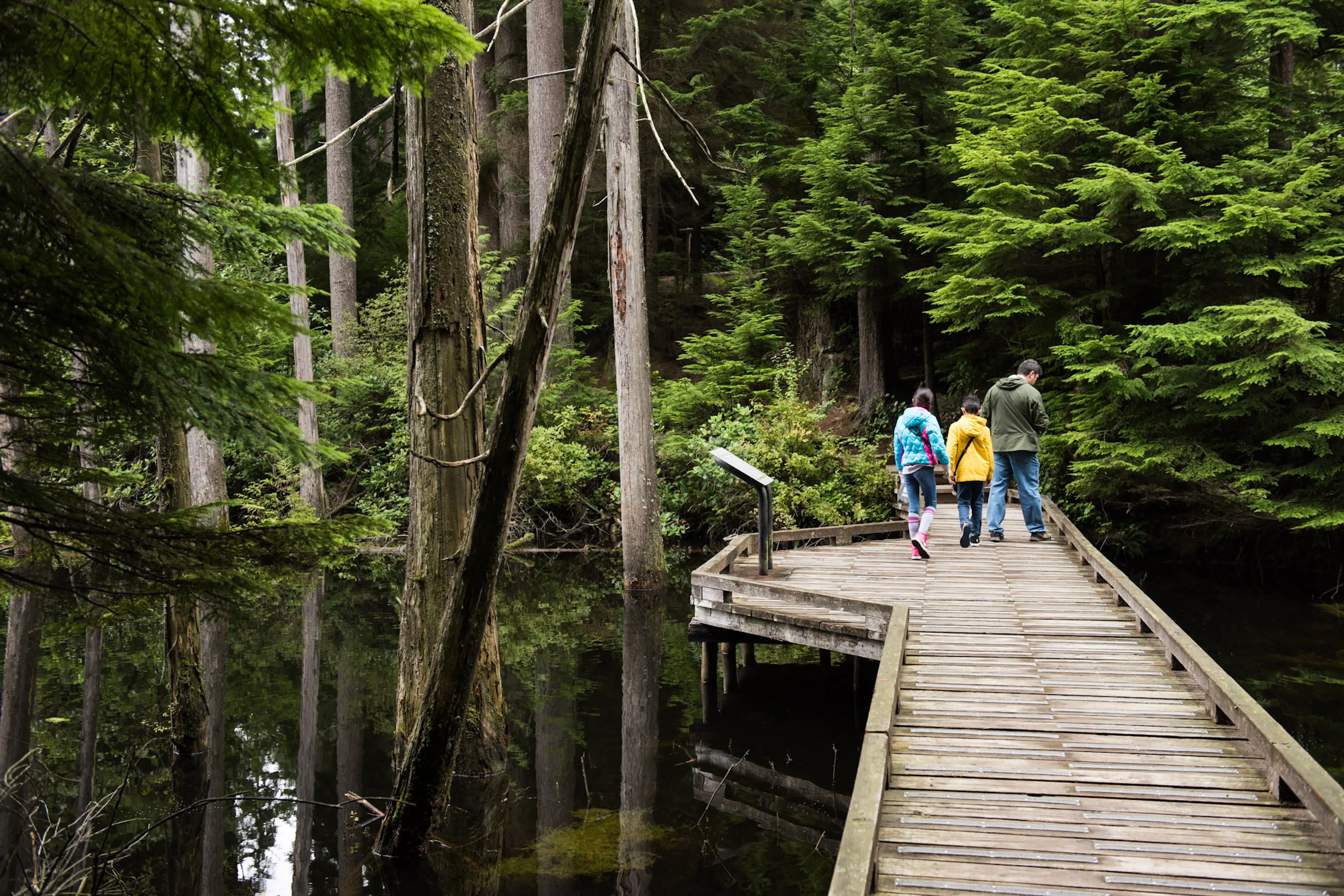 Boardwalk around Woodhaven Swamp in Belcarra