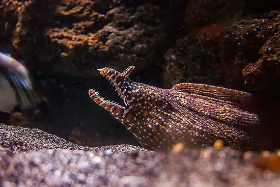 Are You Afraid Of The Deep? Celebrate Halloween at Vancouver Aquarium’s After Hours