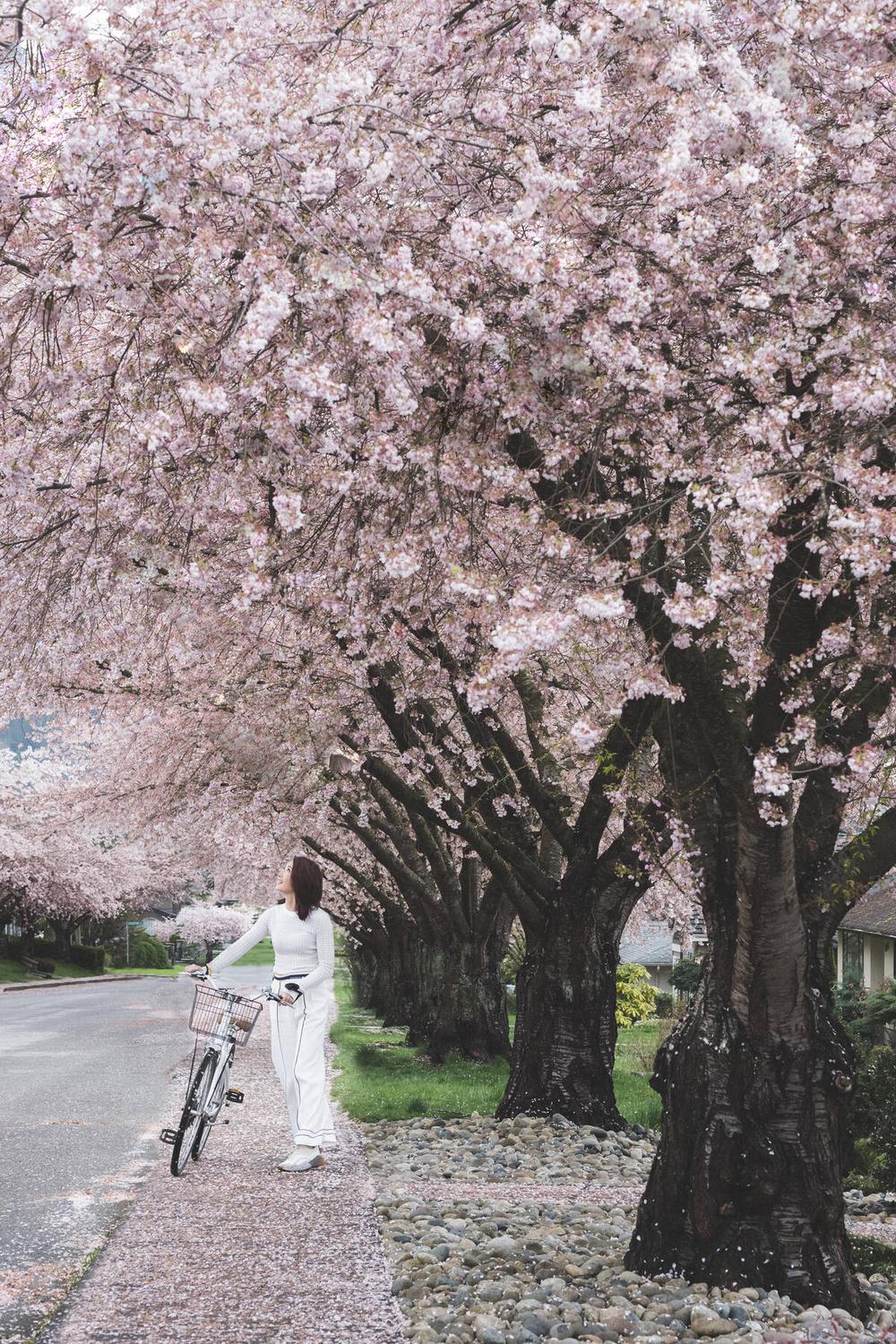 Cherry Blossom Cycling Routes in Vancouver