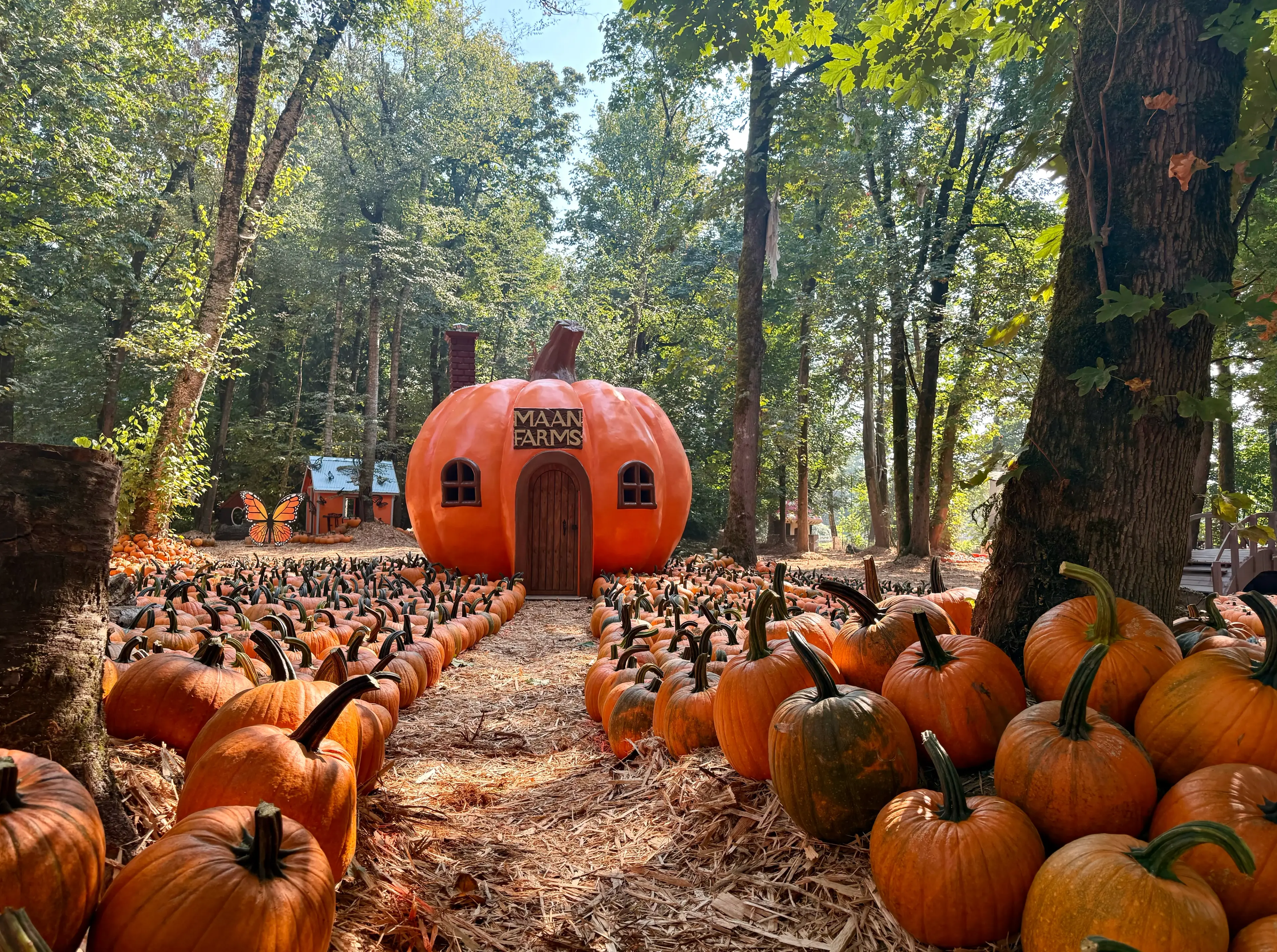 Rows of pumpkins leading to a large pumpkin-shaped house with a sign reading MAAN FARMS in a wooded area.