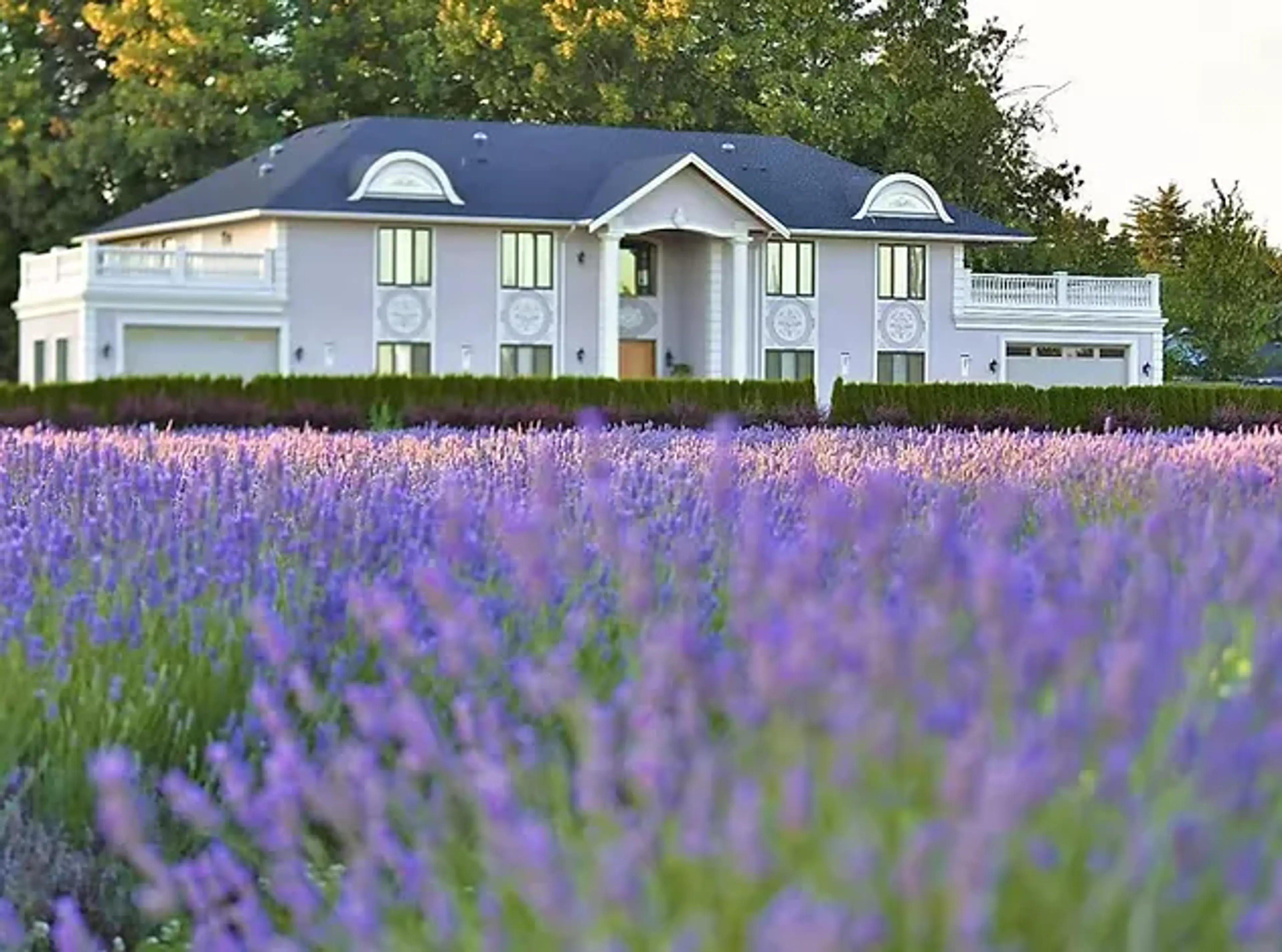 Lavenderland in Richmond near Vancouver
