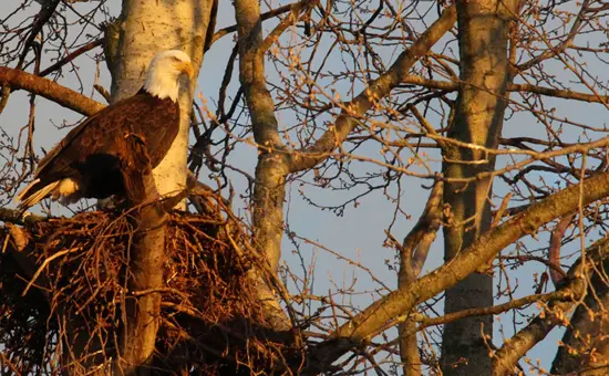fraser-valley-bald-eagle-festival-discover-the-outdoors4