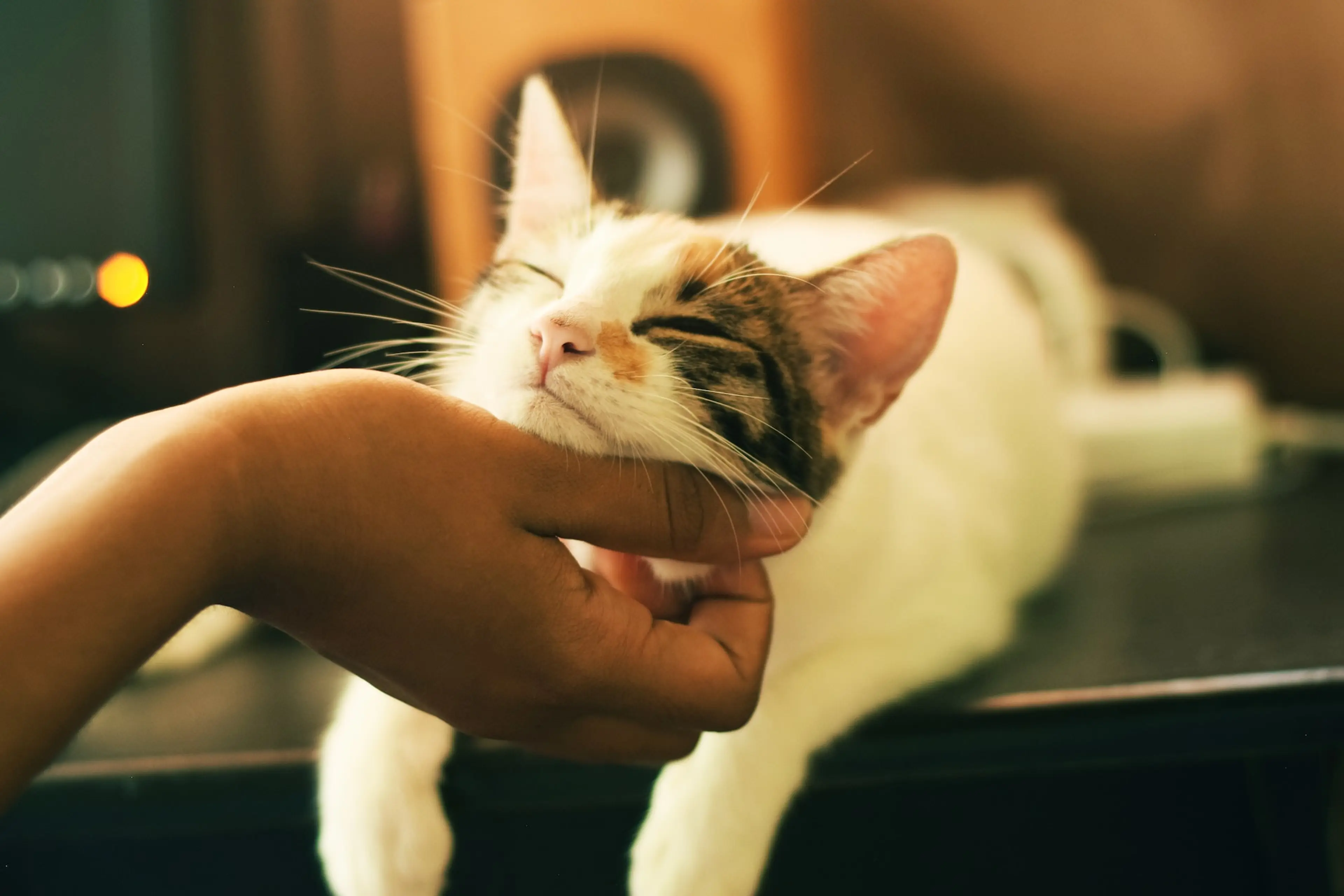 Pet (and Then Adopt) Cats and Bunnies at These Vancouver Cafes