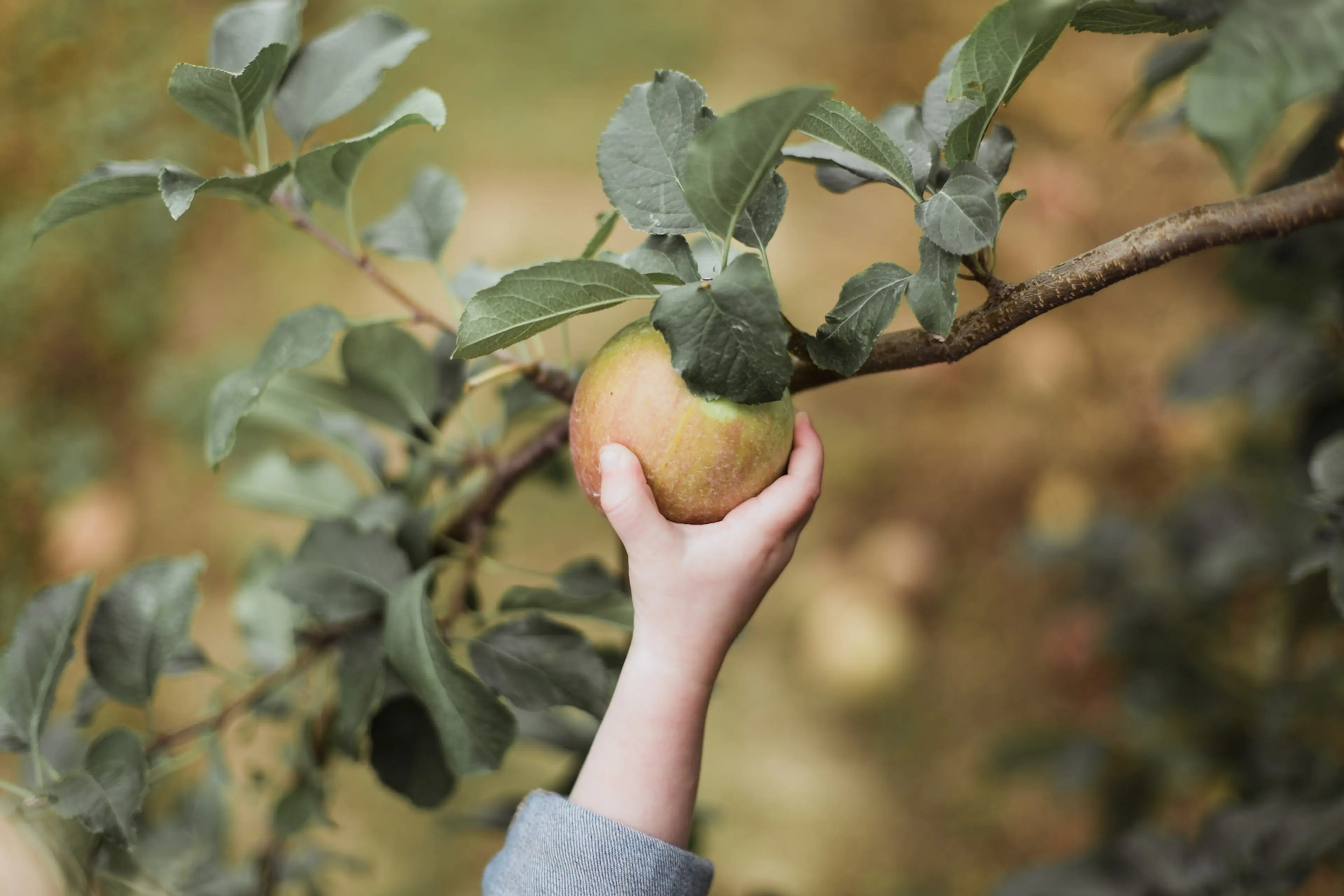 Where to Go Apple Picking Around Vancouver in 2022