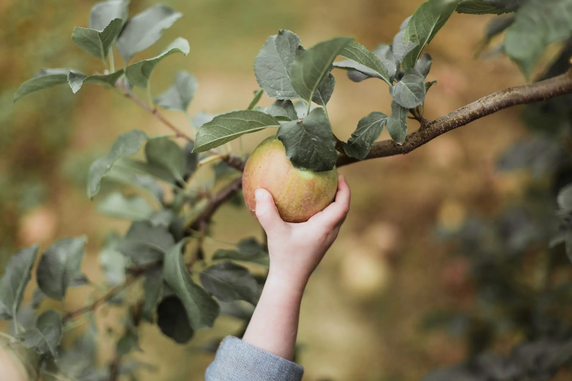 Where to Go Apple Picking Around Vancouver in 2022