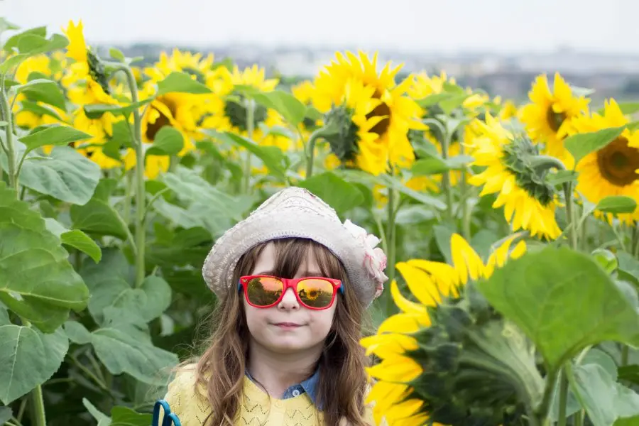 chilliwack sunflower festival 2018