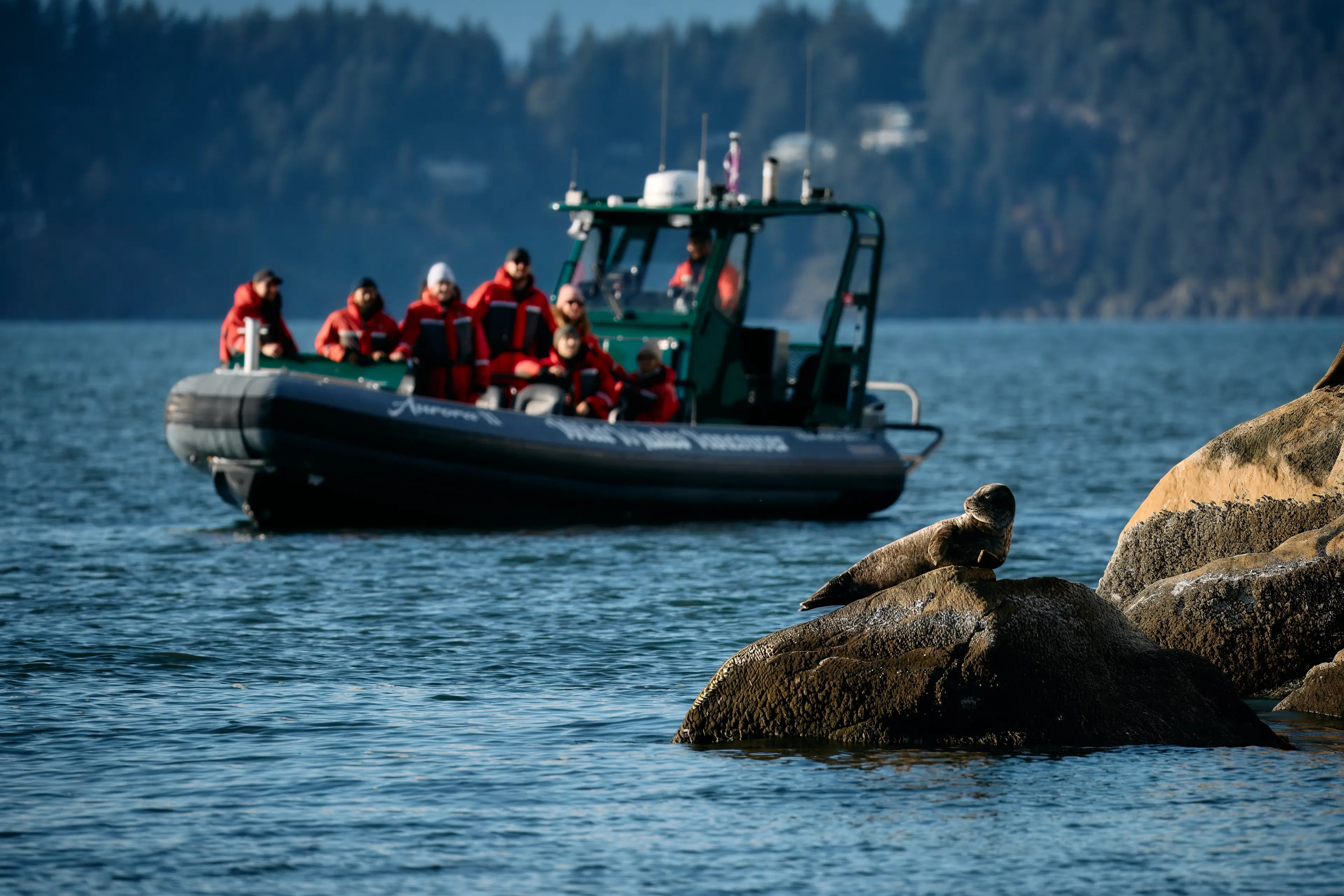 A group on a zodiac boat watching seals in Vancouver.