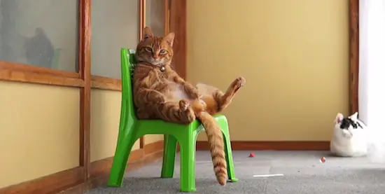 cat 02