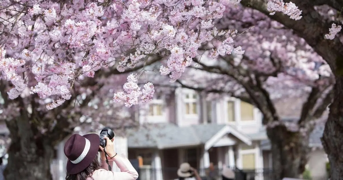 A woman in a brown brimmed hat photographs pink blooming cherry blossom trees