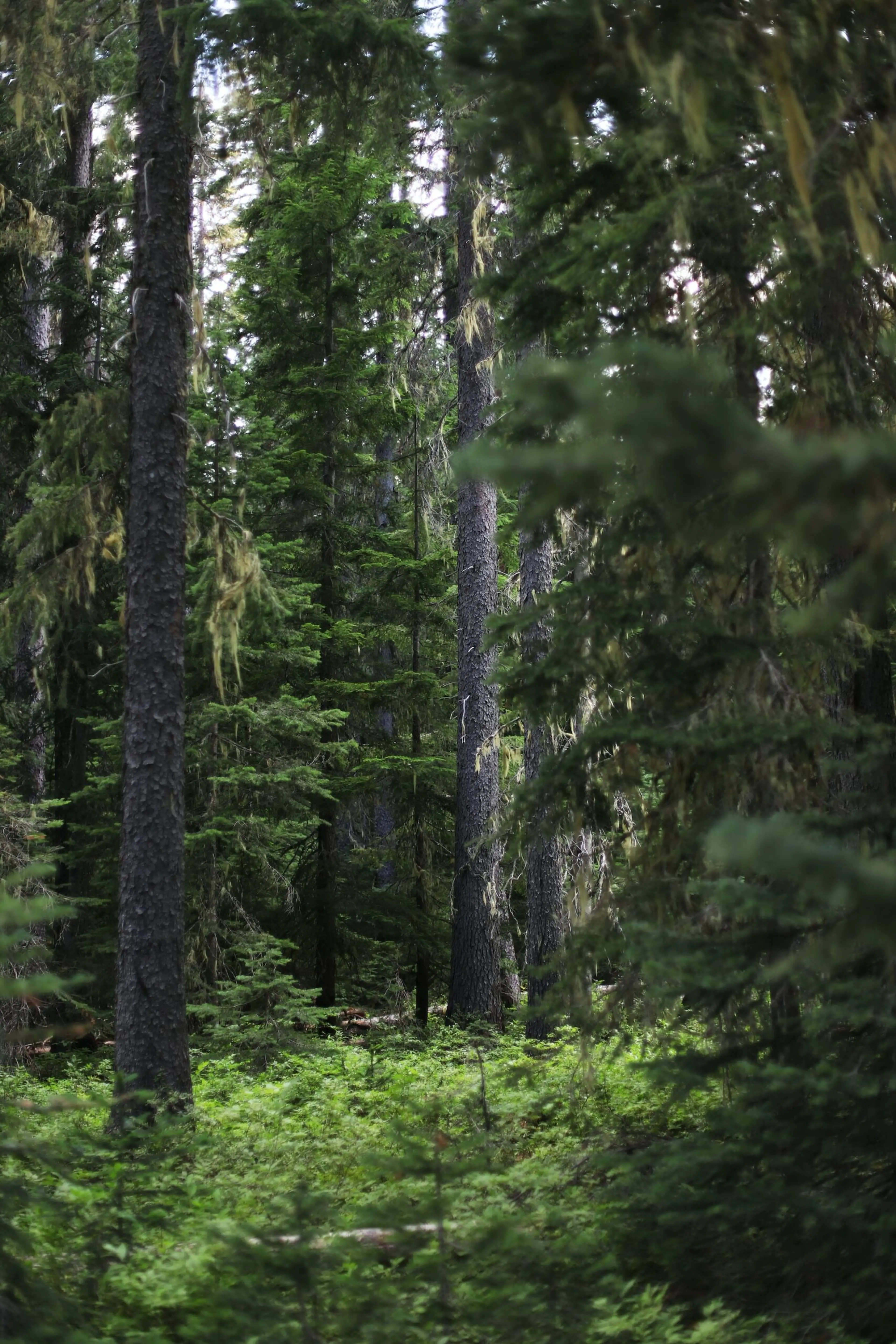 Old-growth trees in Manning Provincial Park