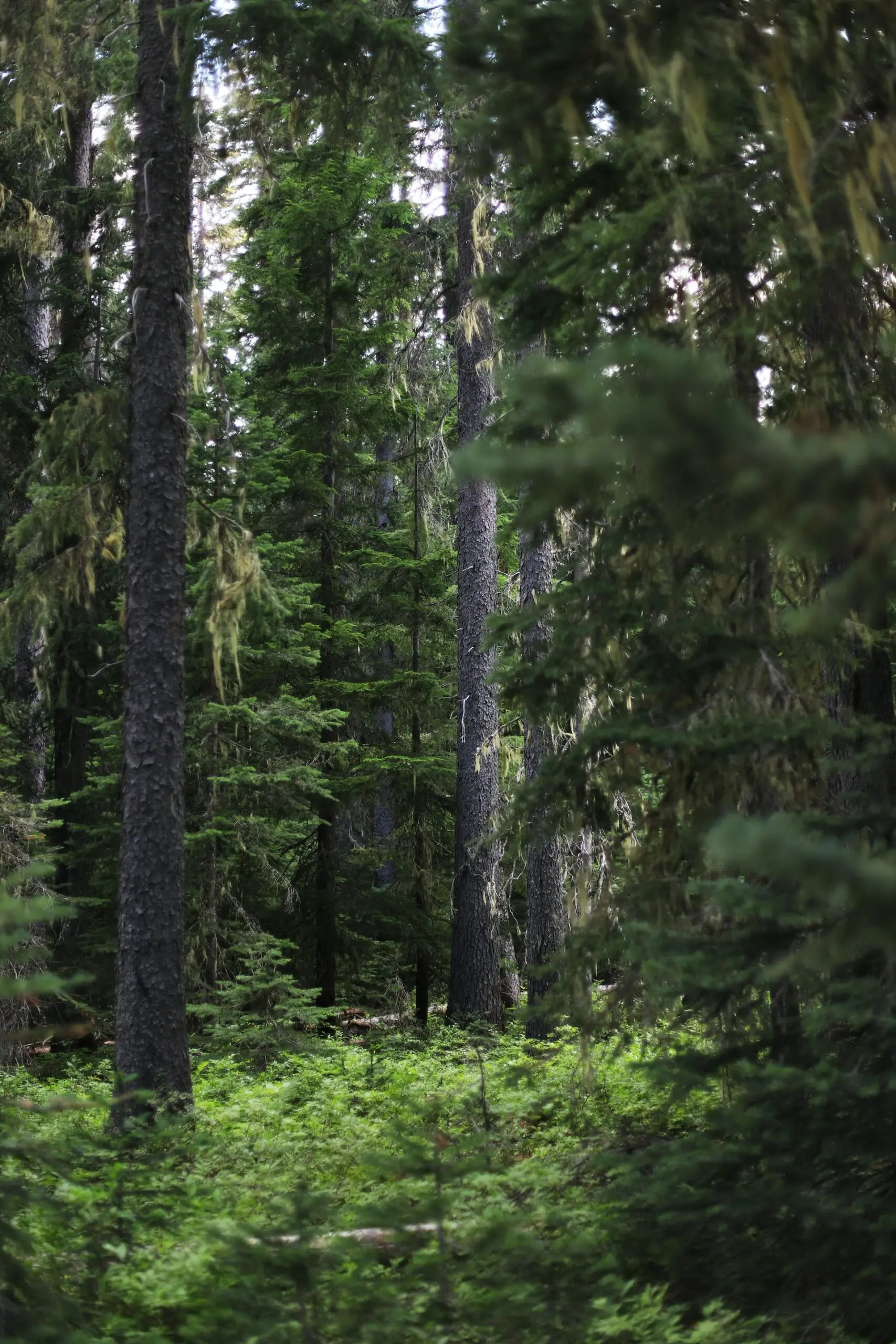 Old-growth trees in Manning Provincial Park