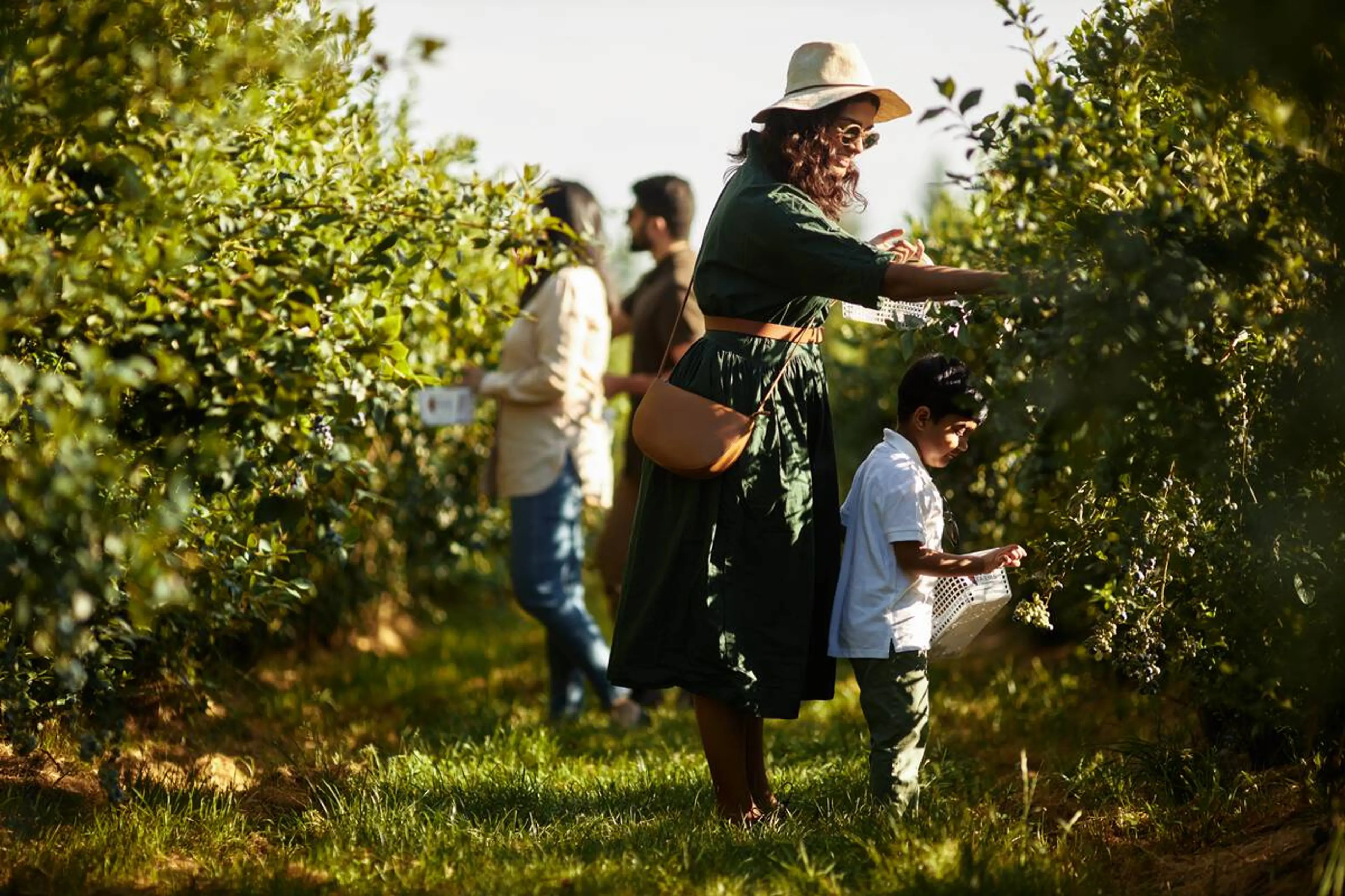 Where to Pick Your Own Berries Near Vancouver in Summer 2023