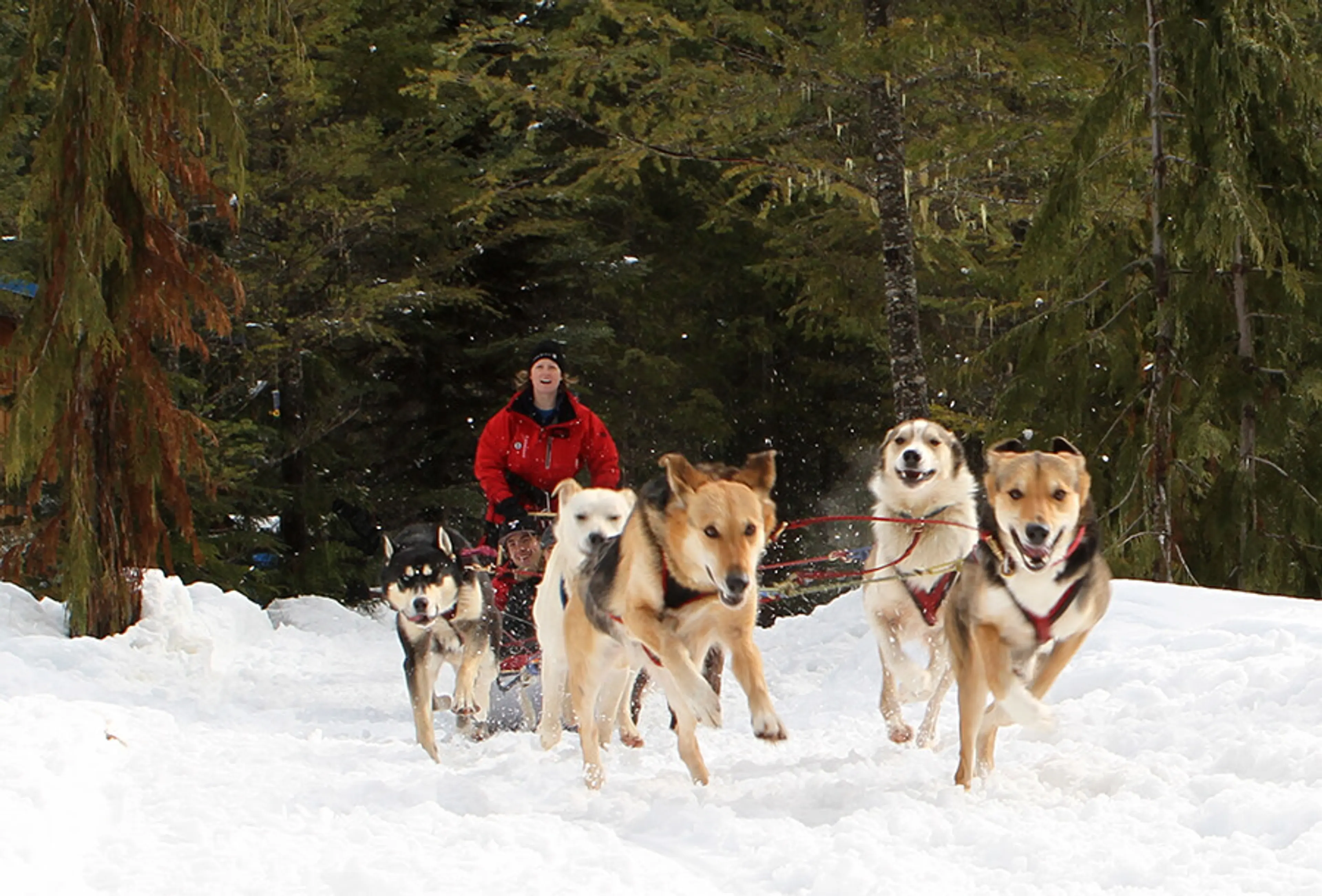 Dog sledding near Whistler