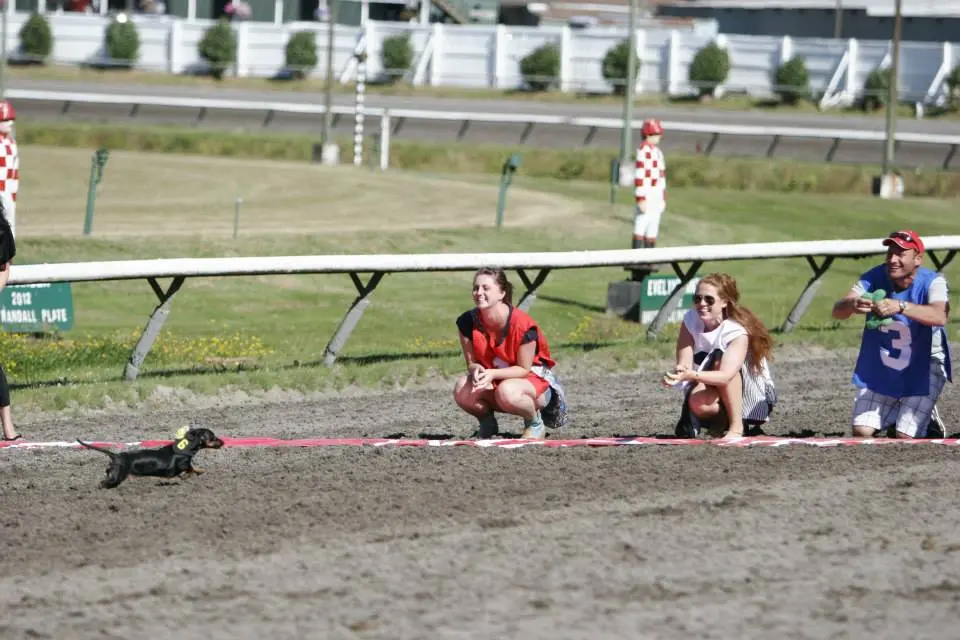 wiener dog race vancouver 2017