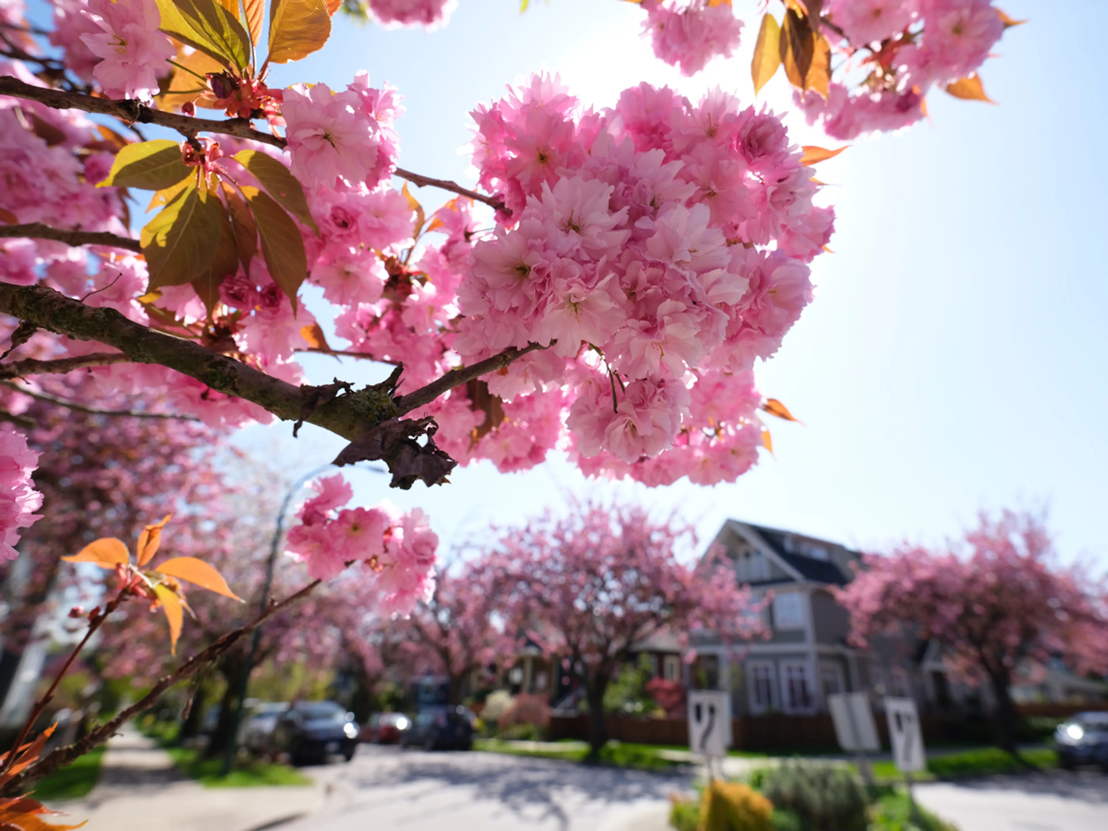 Cherry blossoms along a Vancouver Street