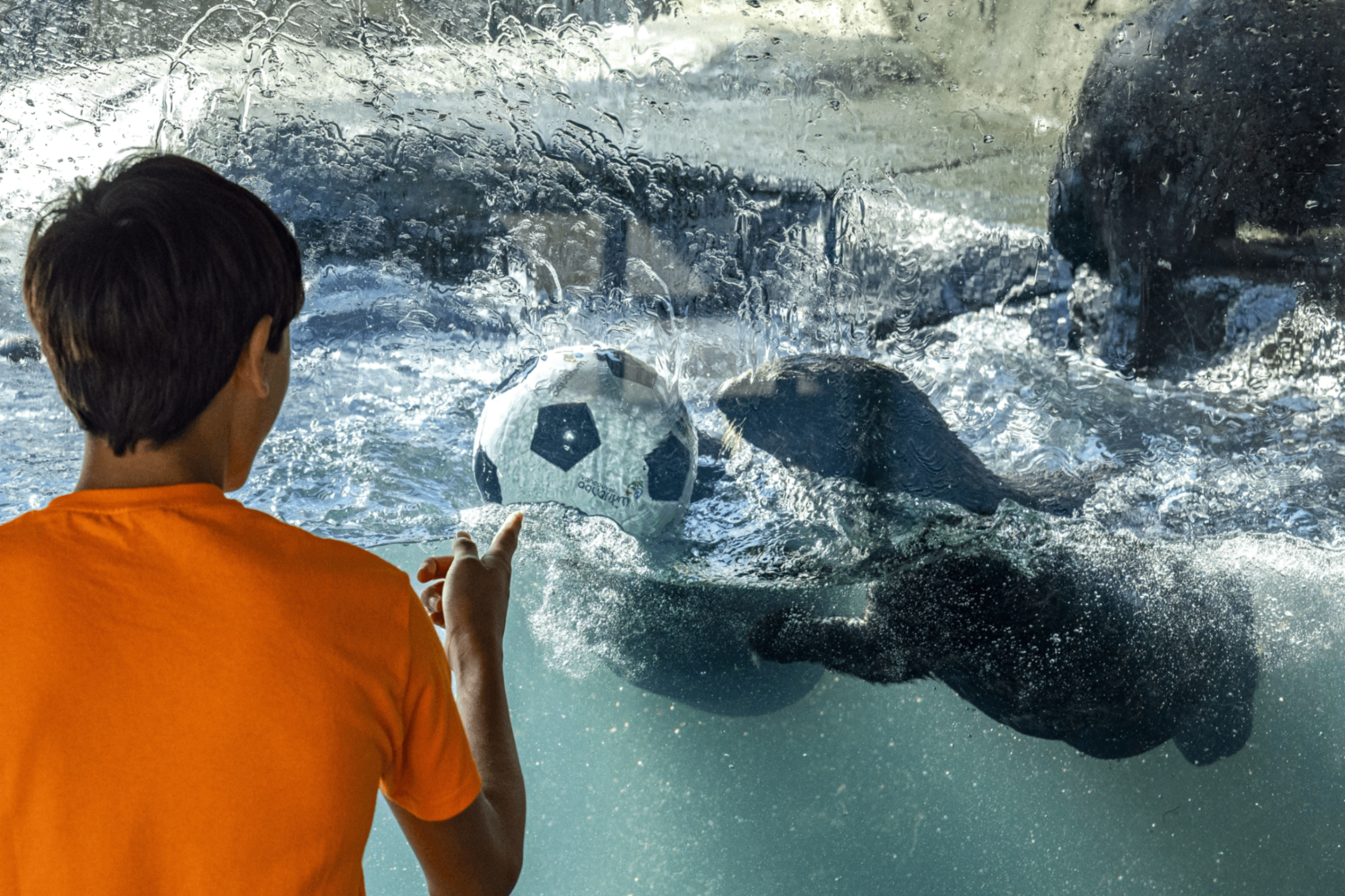 Person in orange shirt watching seals underwater playing with a black and white soccer ball.