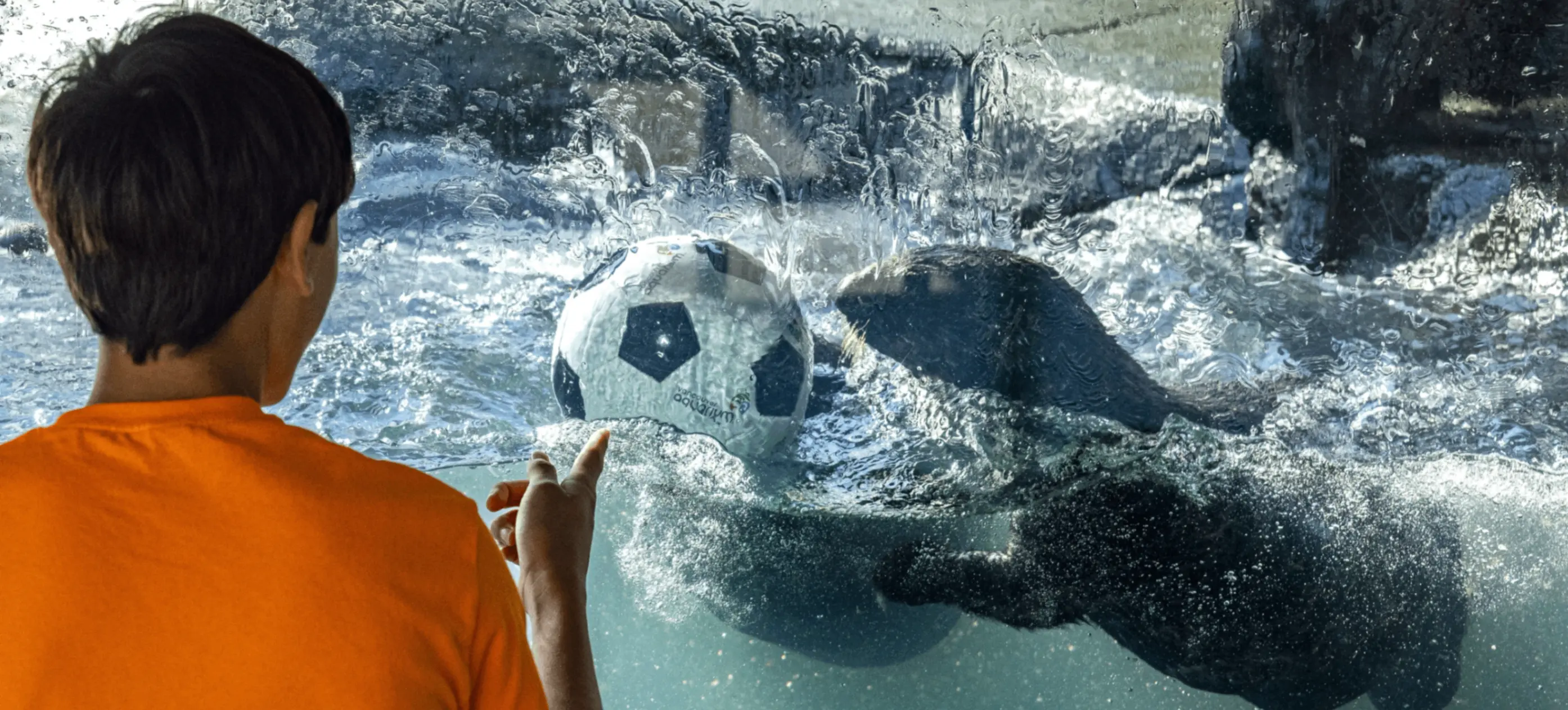 Person in orange shirt watching seals underwater playing with a black and white soccer ball.